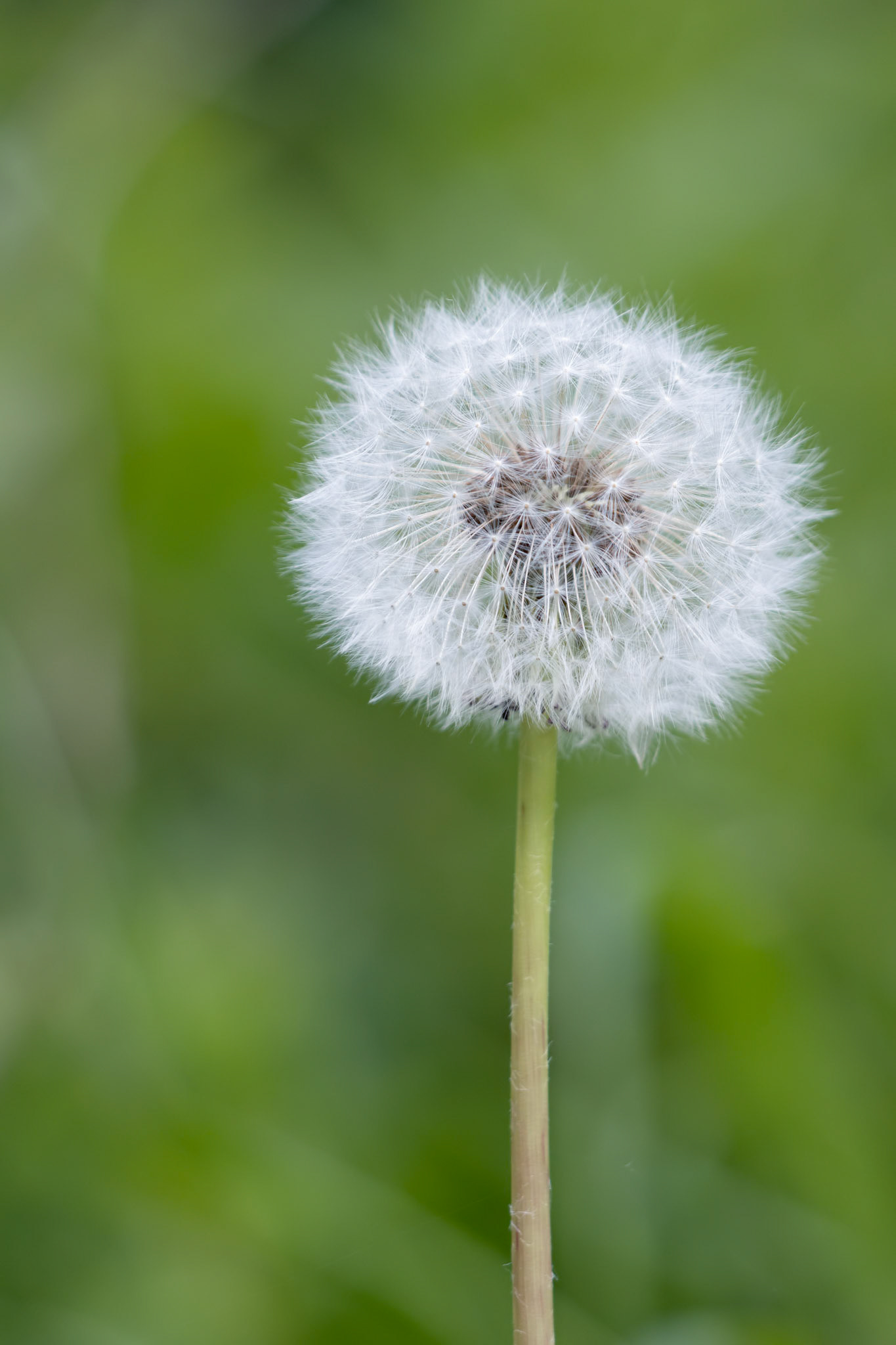 Close-up of a Dandelion (Taraxacum) seed head in a field near East Grinstead