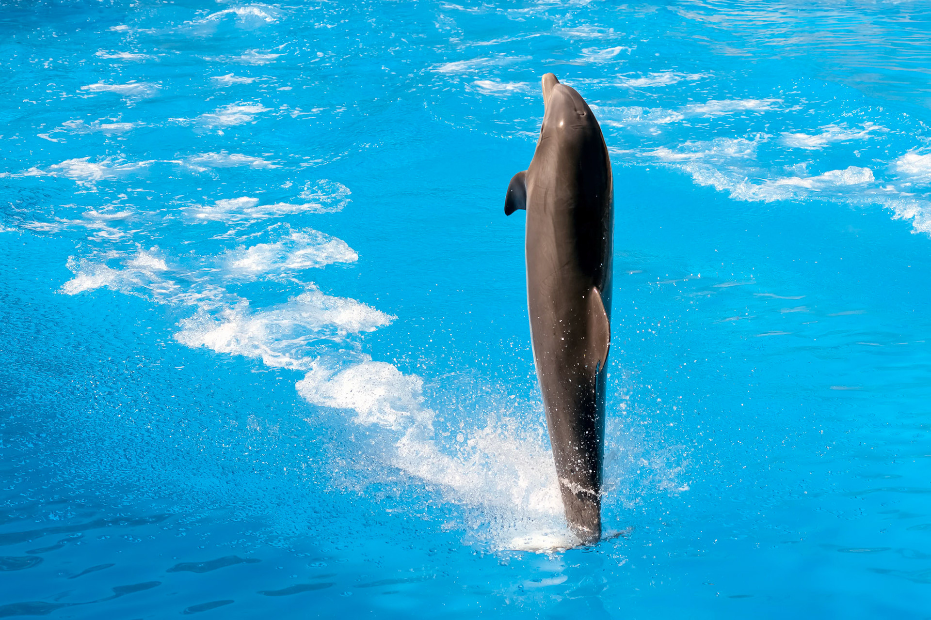 Dolphin Show at Loro Parque