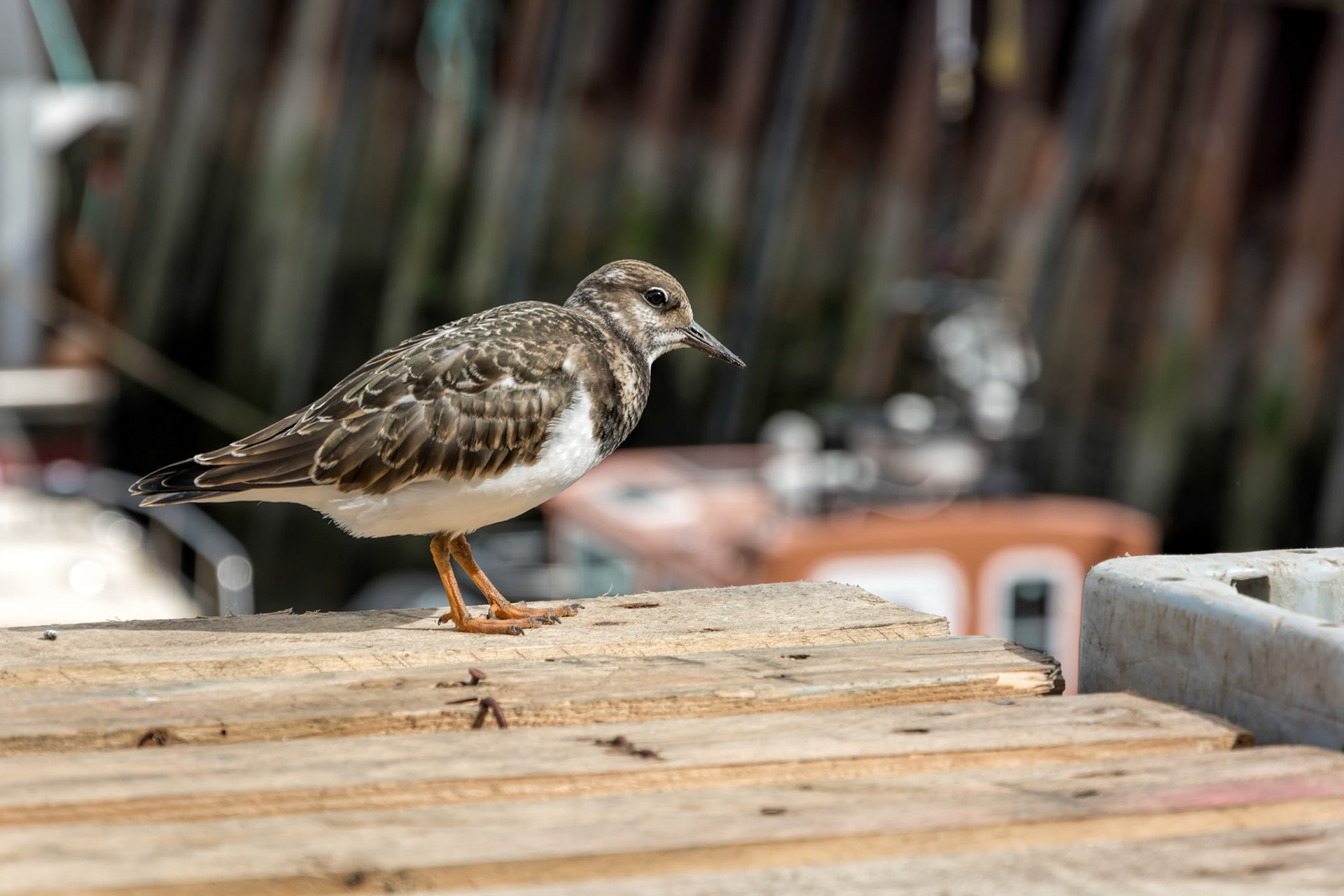 Ruddy Turnstone (Arenaria interpres)