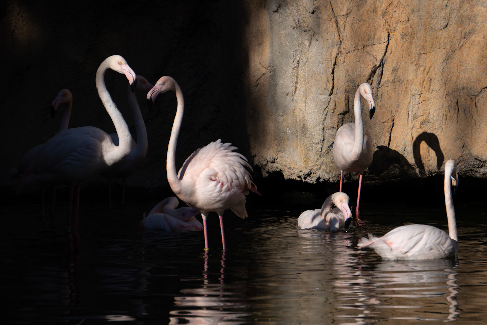 VALENCIA, SPAIN - FEBRUARY 26 : Flamingos at the Bioparc in Valencia Spain on February 26, 2019