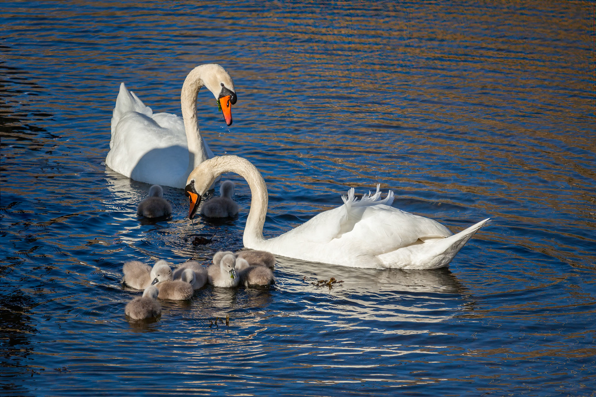 Mute Swans (Cygnus olor) with Cygnets