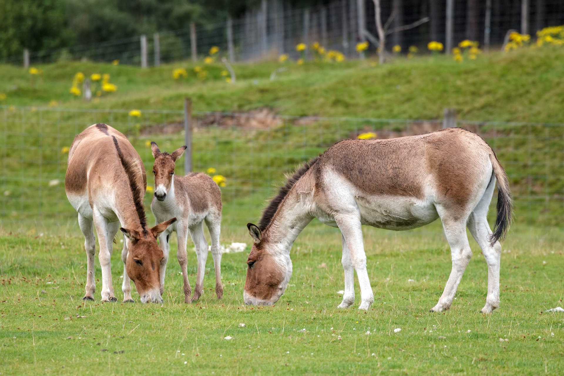 Przewalski Horses (Equus ferus przewalskii) with their foal