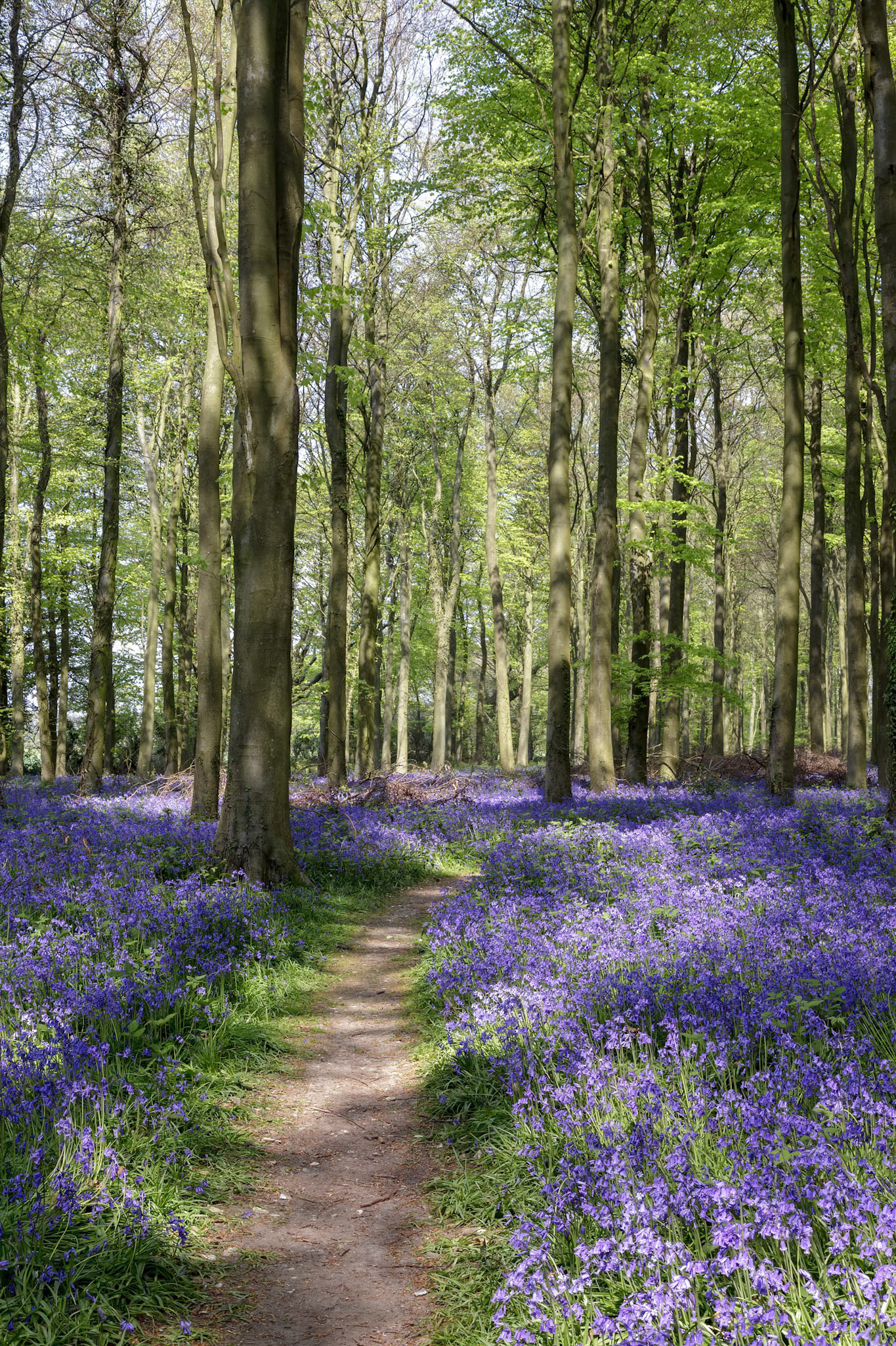 Bluebells in Wepham Woods