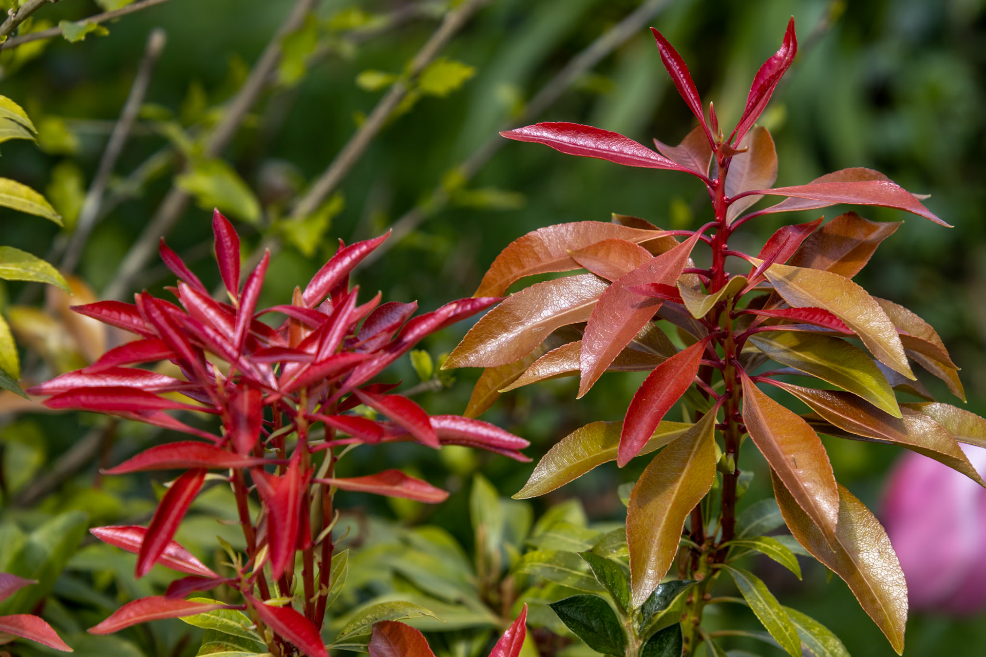 Colourful new growth on a Pieris Japonica  shrub