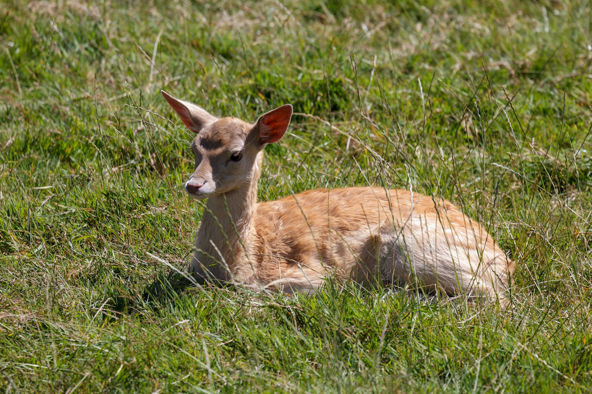 Young Fallow Deer (Dama dama) sitting in the sunshine