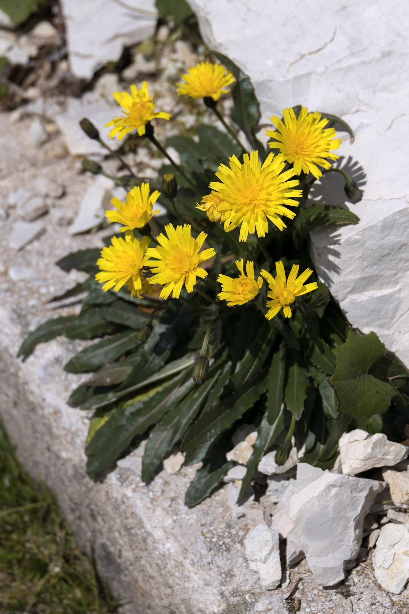 Hawkbits (Scorzoneroides montana) flowering in the Dolomites