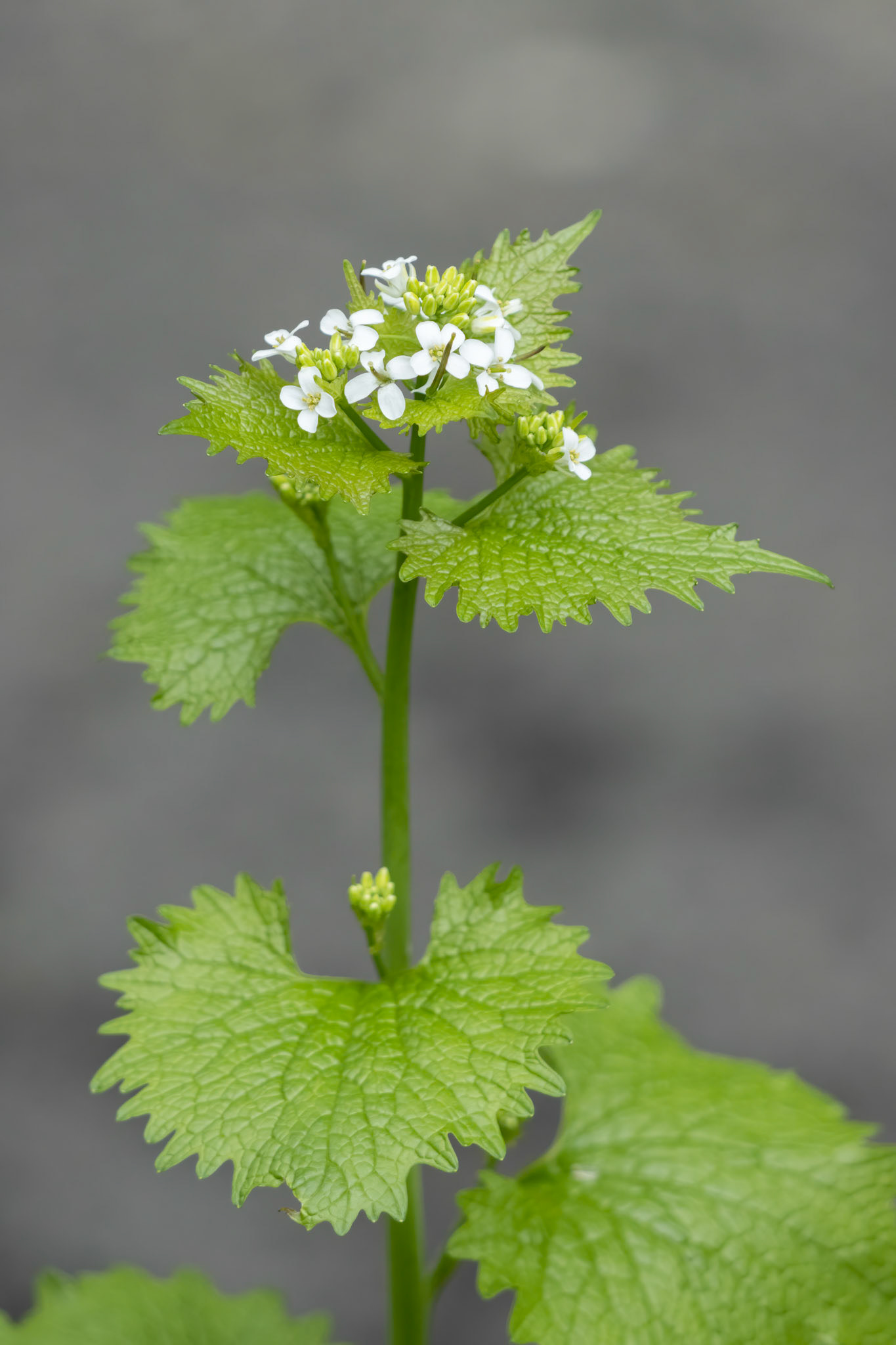 Garlic Mustard (Alliaria petiolata) blooming in springtime