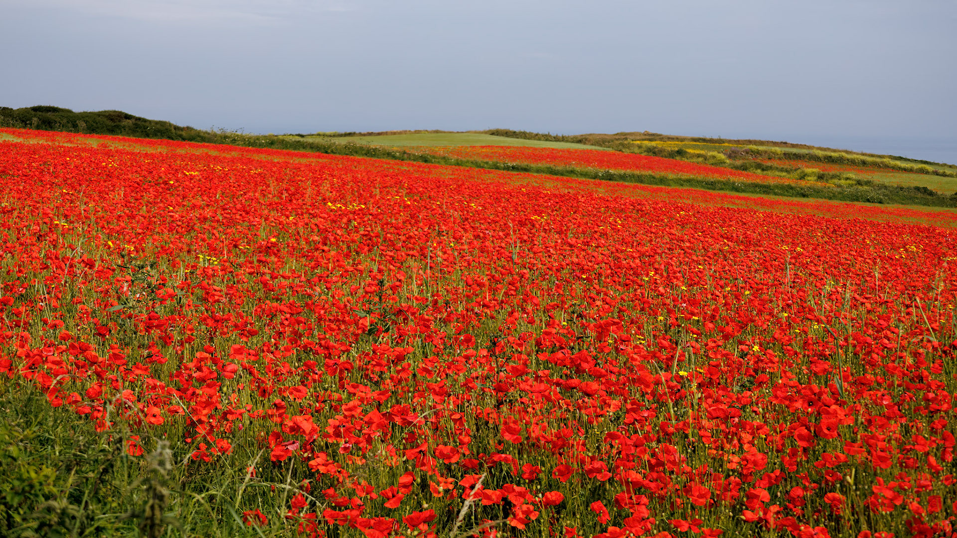 View of Poppies in bloom in a field in West Pentire Cornwall