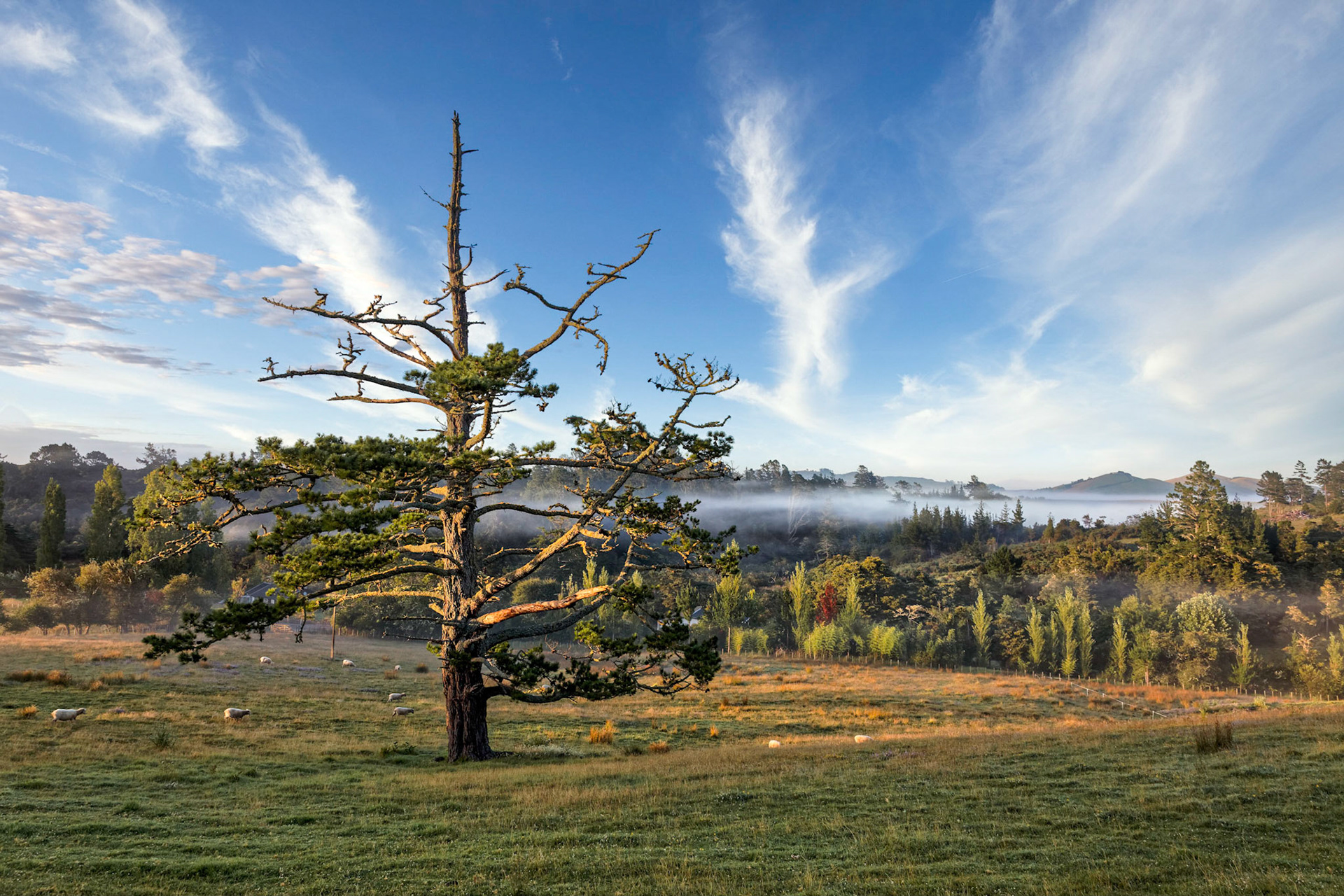 Matakohe Countryside