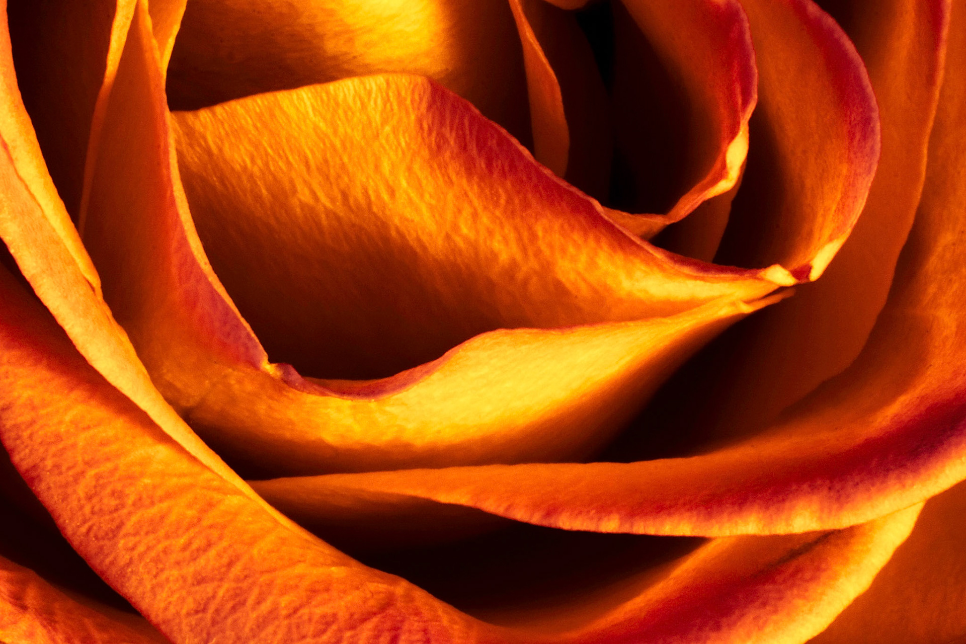 Doctored Rose Close-Up