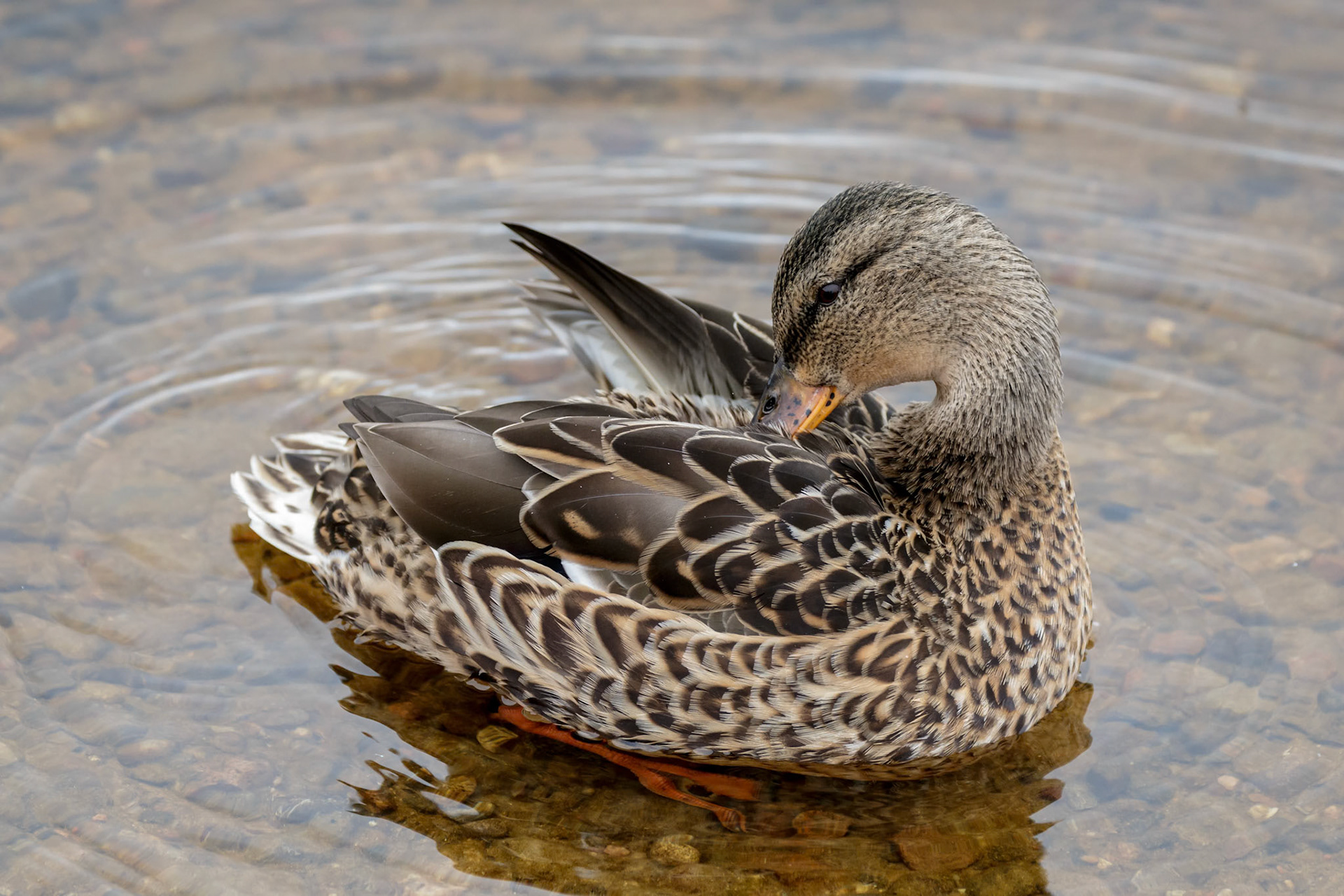 Female Mallard