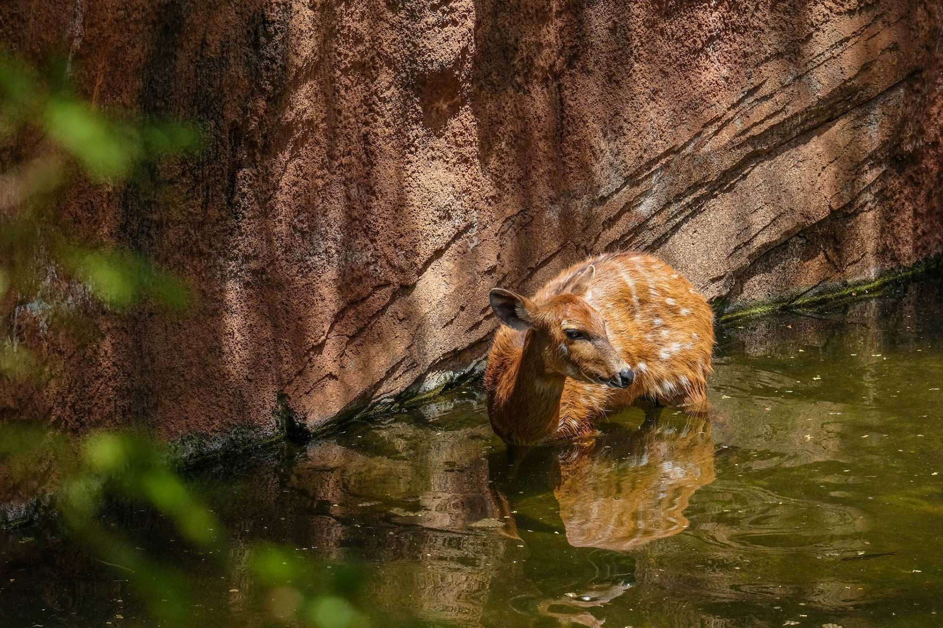 FUENGIROLA, ANDALUCIA/SPAIN - JULY 4 : Sitatunga Antelope at the Bioparc in FuengirolaCosta del Sol Spain on July 4, 2017