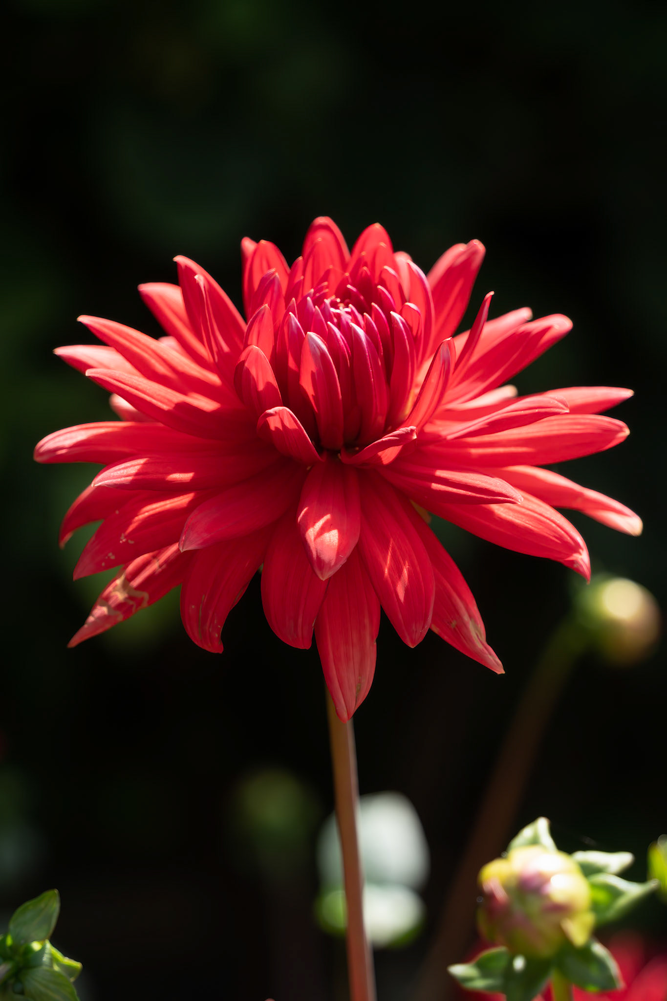 Vibrant red Dahlia flowering in summertime