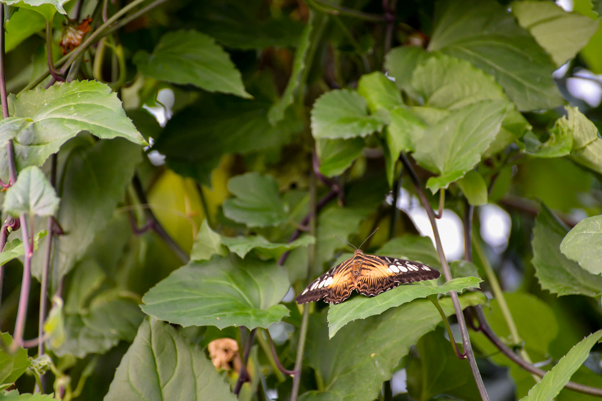 Clipper Butterfly (Parthenos sylvia)