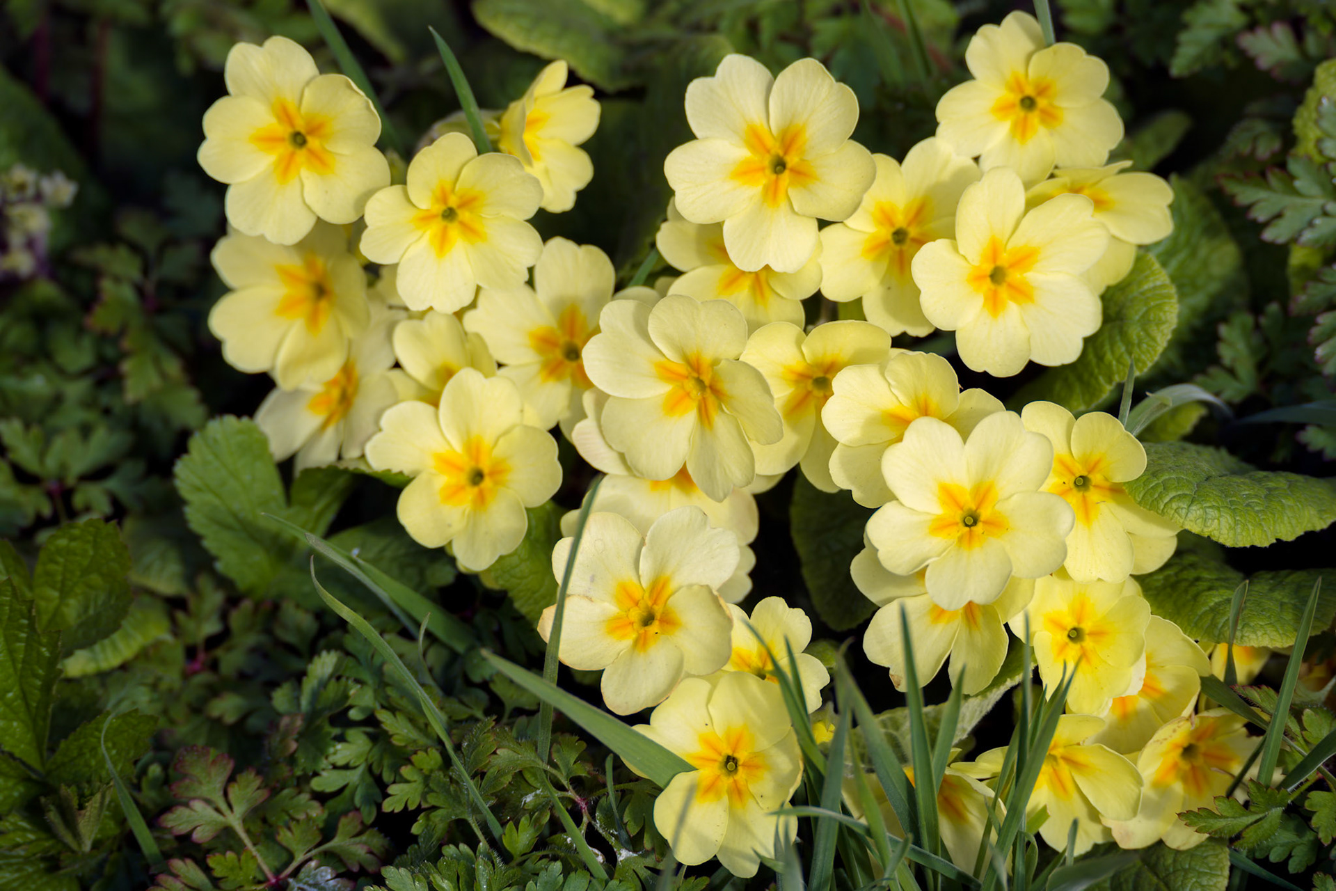 A group of yellow Primroses flowering in the spring sunshine