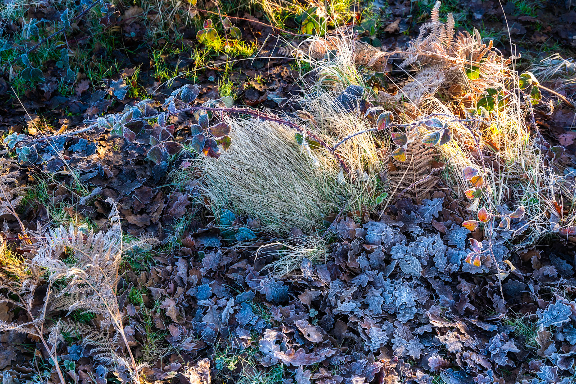 Frosty plants at Chailey Nature reserve in East Sussex