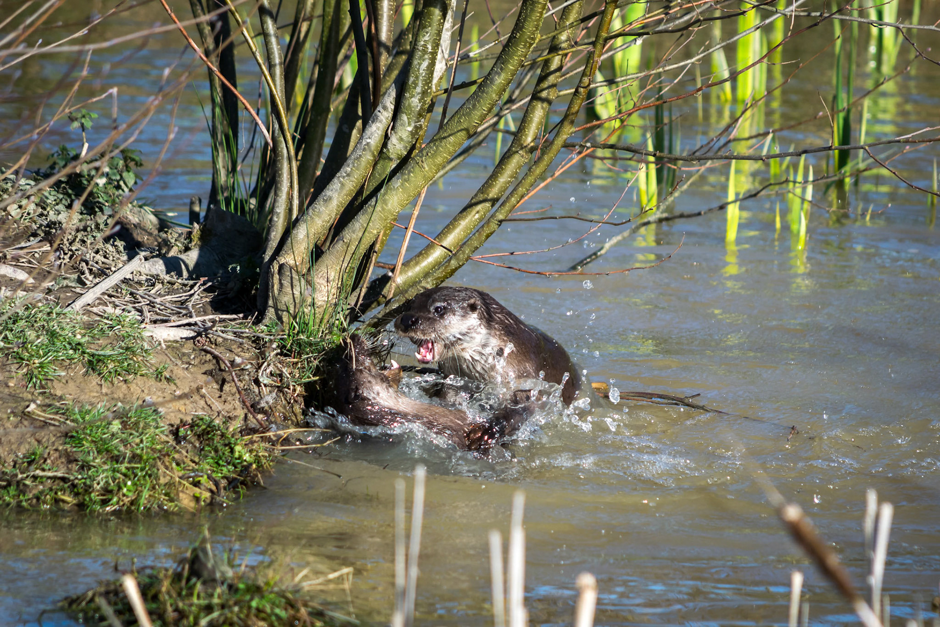 Eurasian Otters (Lutra lutra)