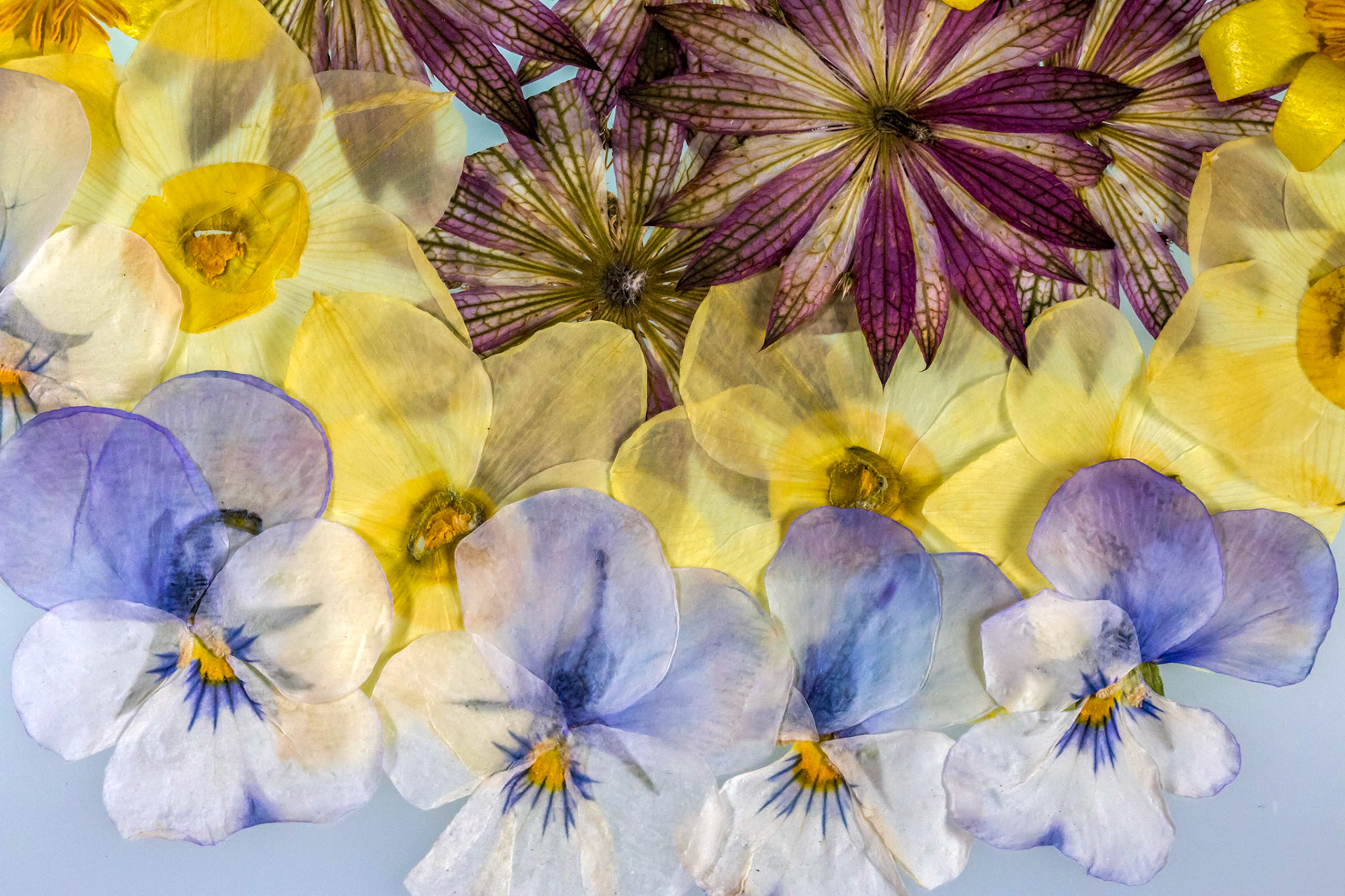 Pressed Flowers Abstract