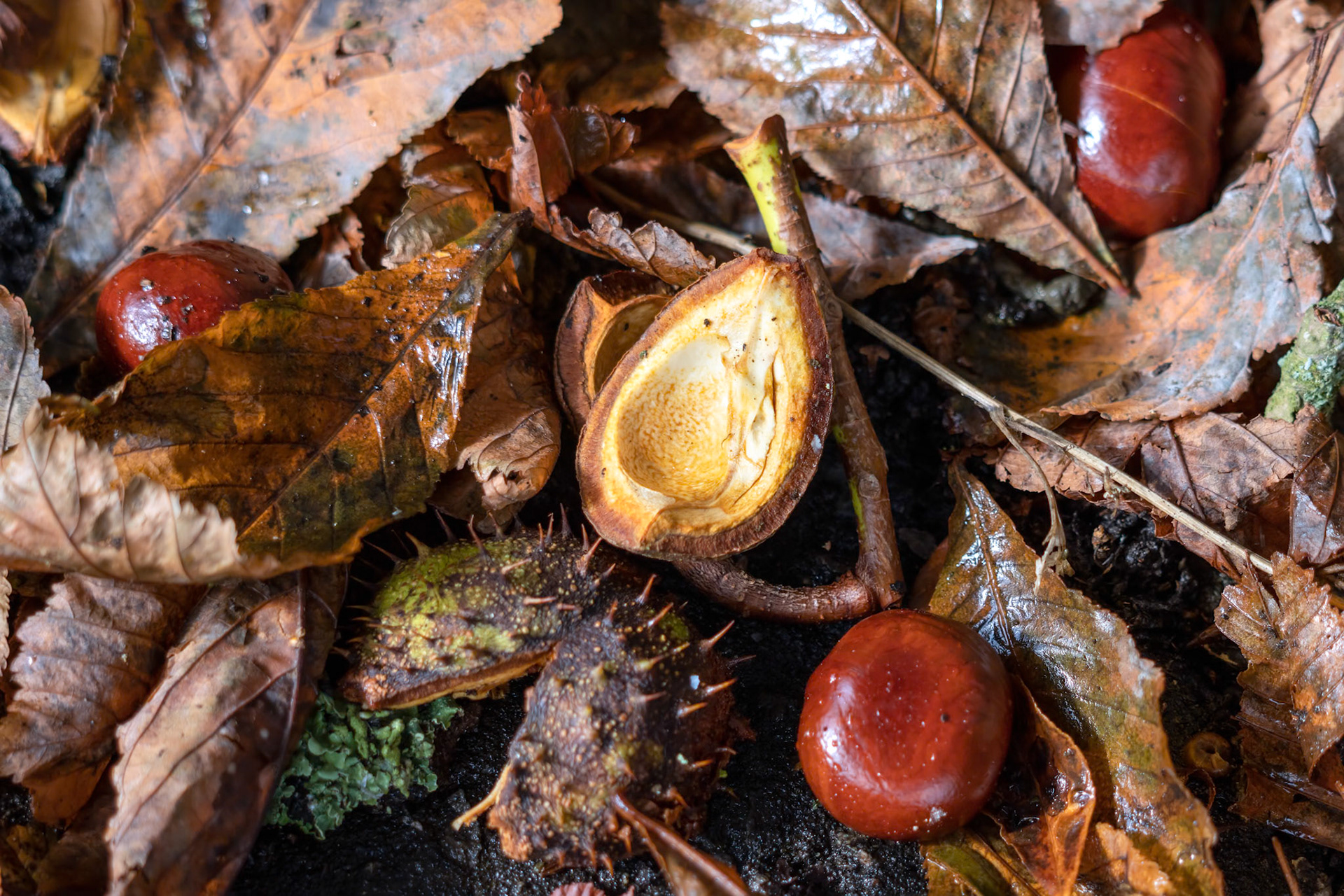 Ripe fruit of the Horse Chestnut tree commonly called conkers on the ground