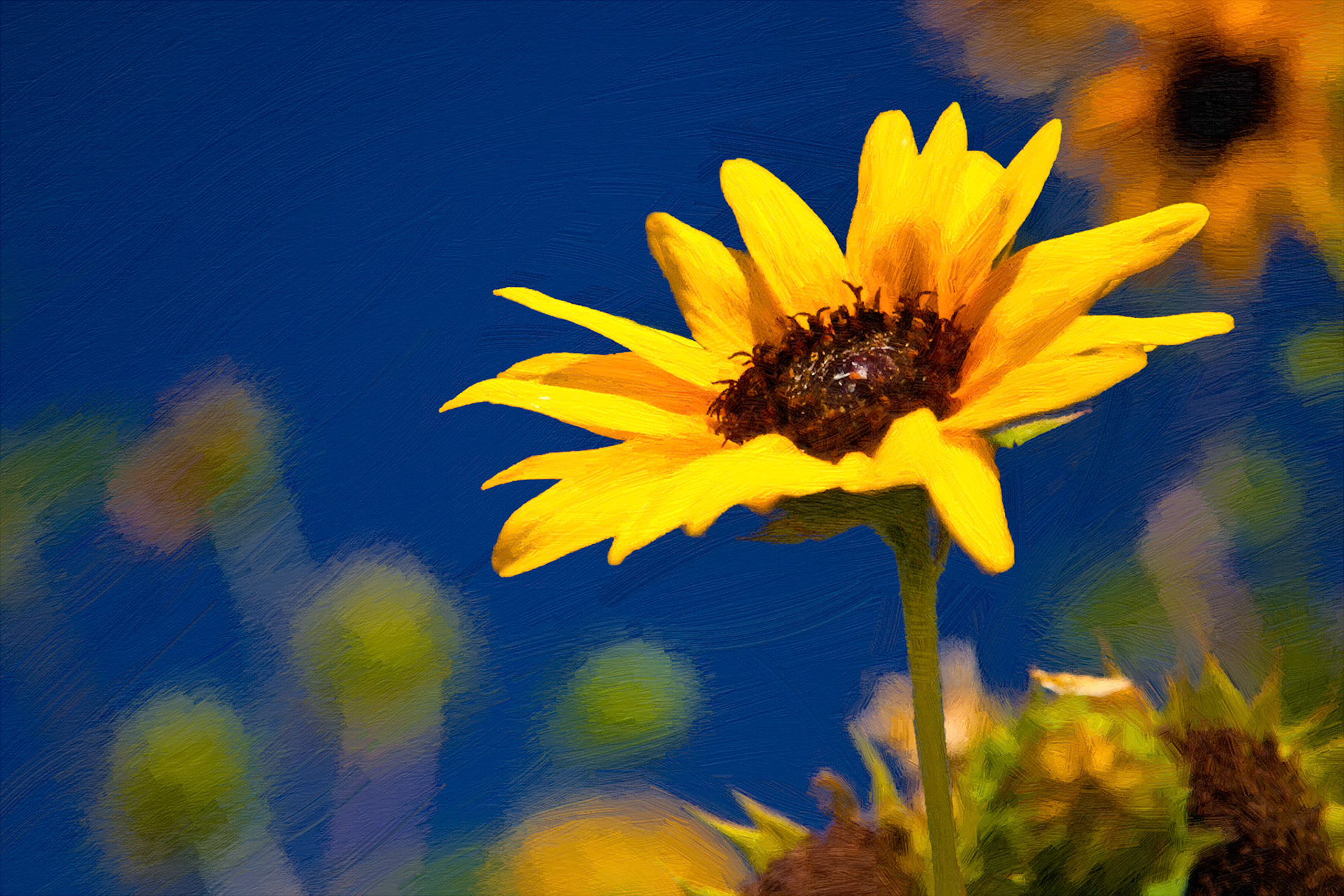 California Sunflower