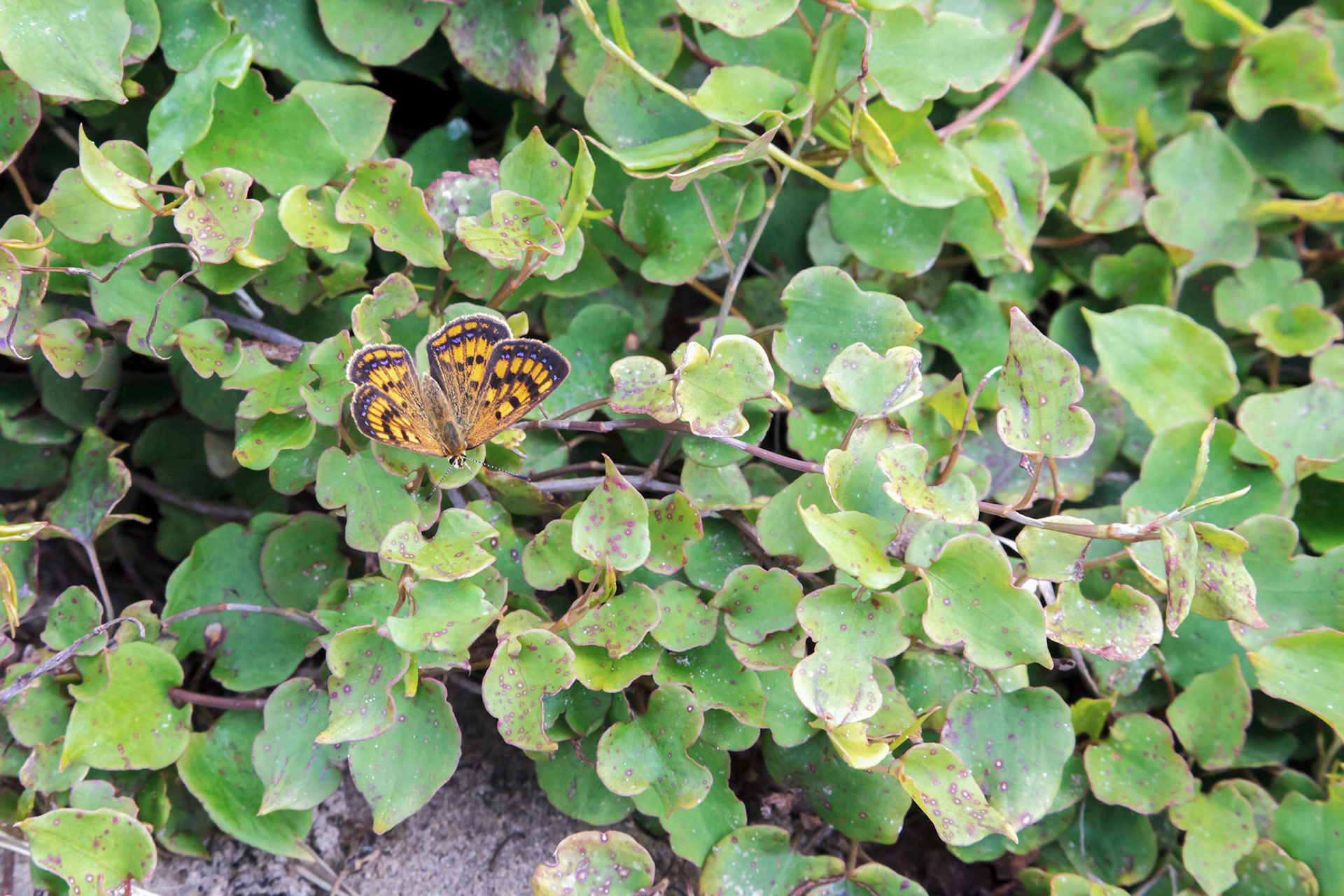Boulder Copper (Boldenaria boldenarum)