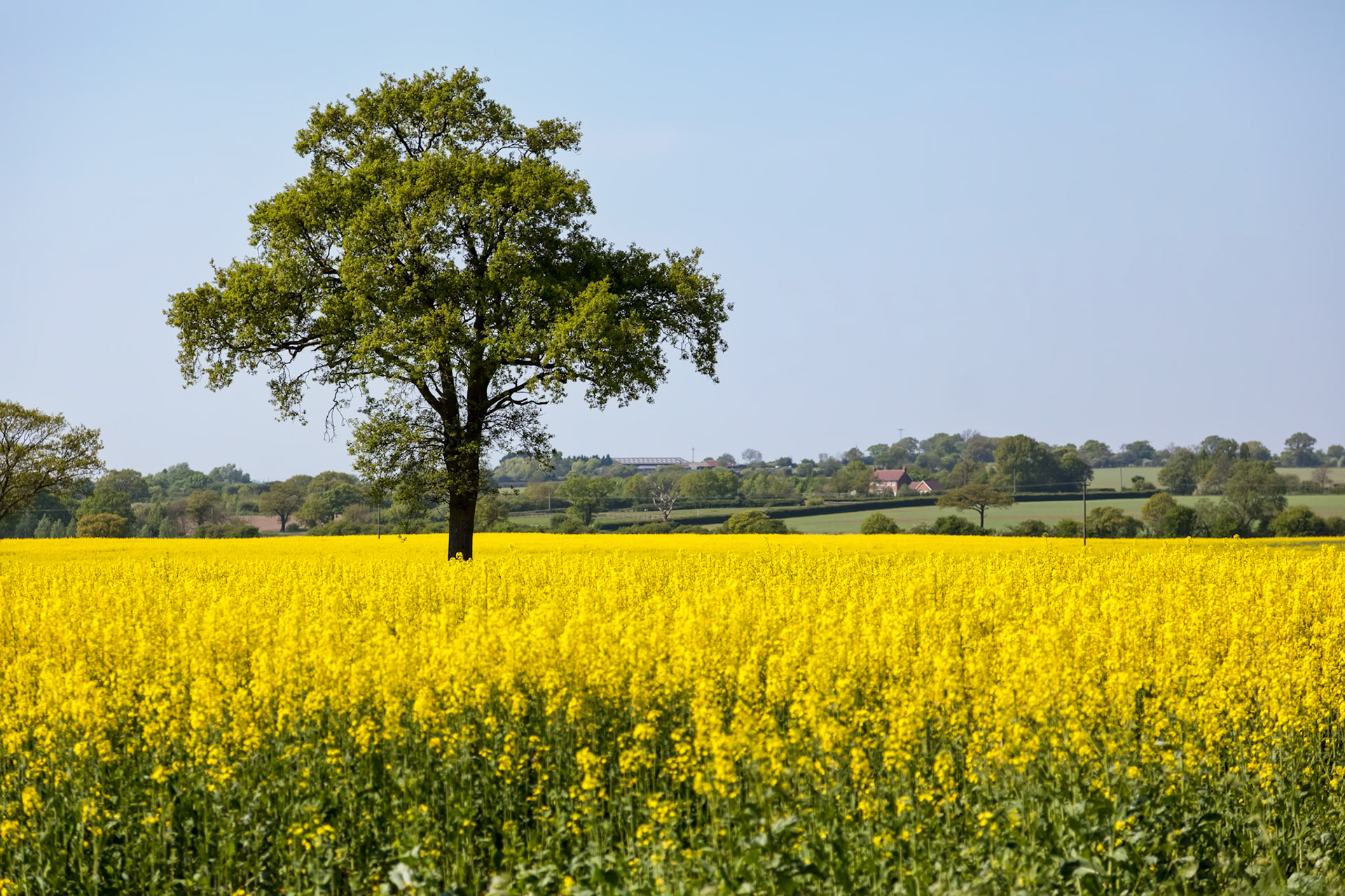 Rape in the Essex Countryside