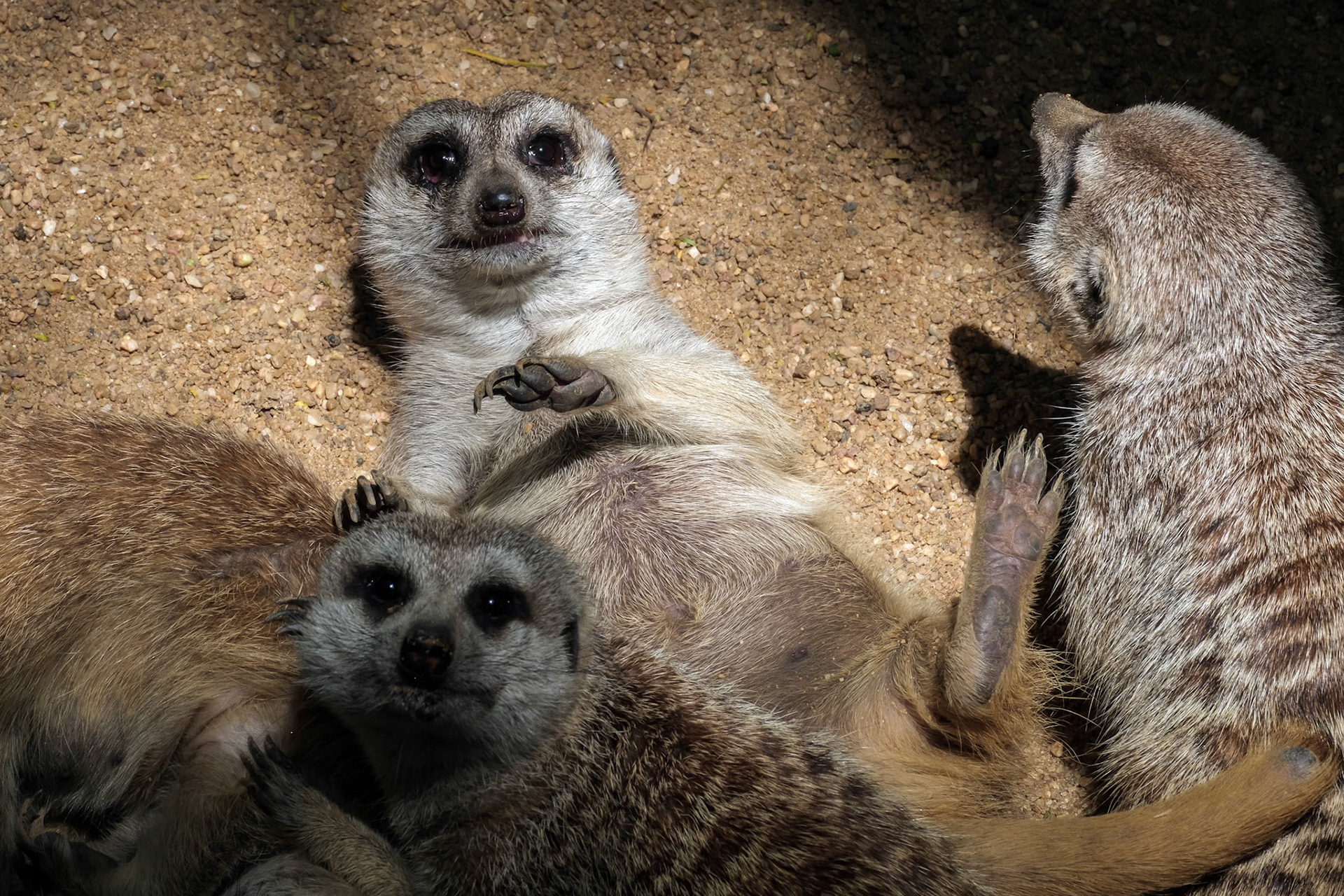 Meerkat or Suricate (Suricata suricatta)