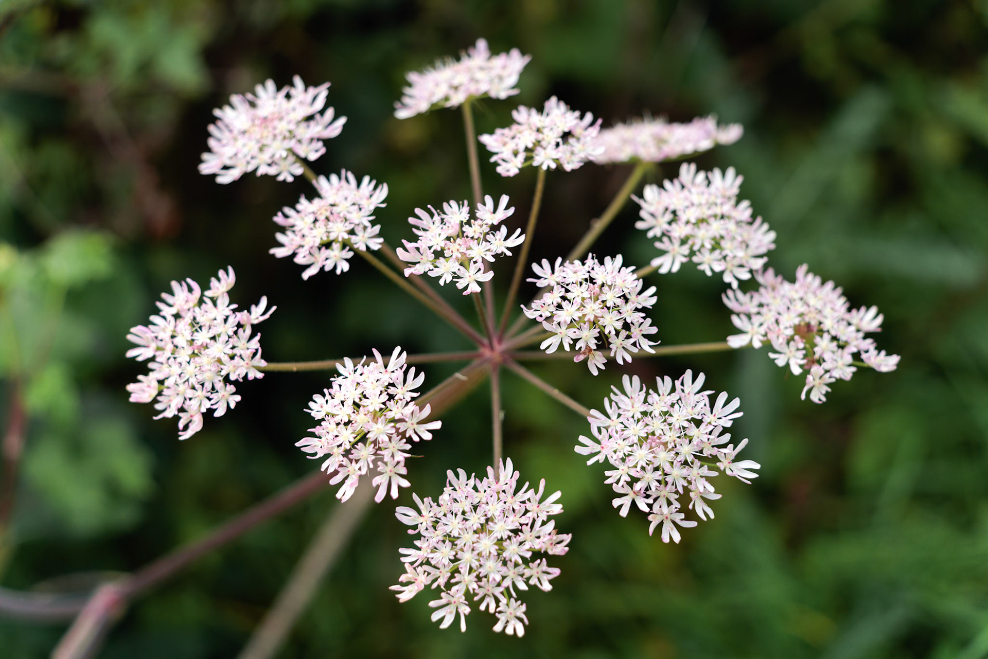 Cow Parsnip ( Heracleum sphondylium) growing near a lake in Surrey