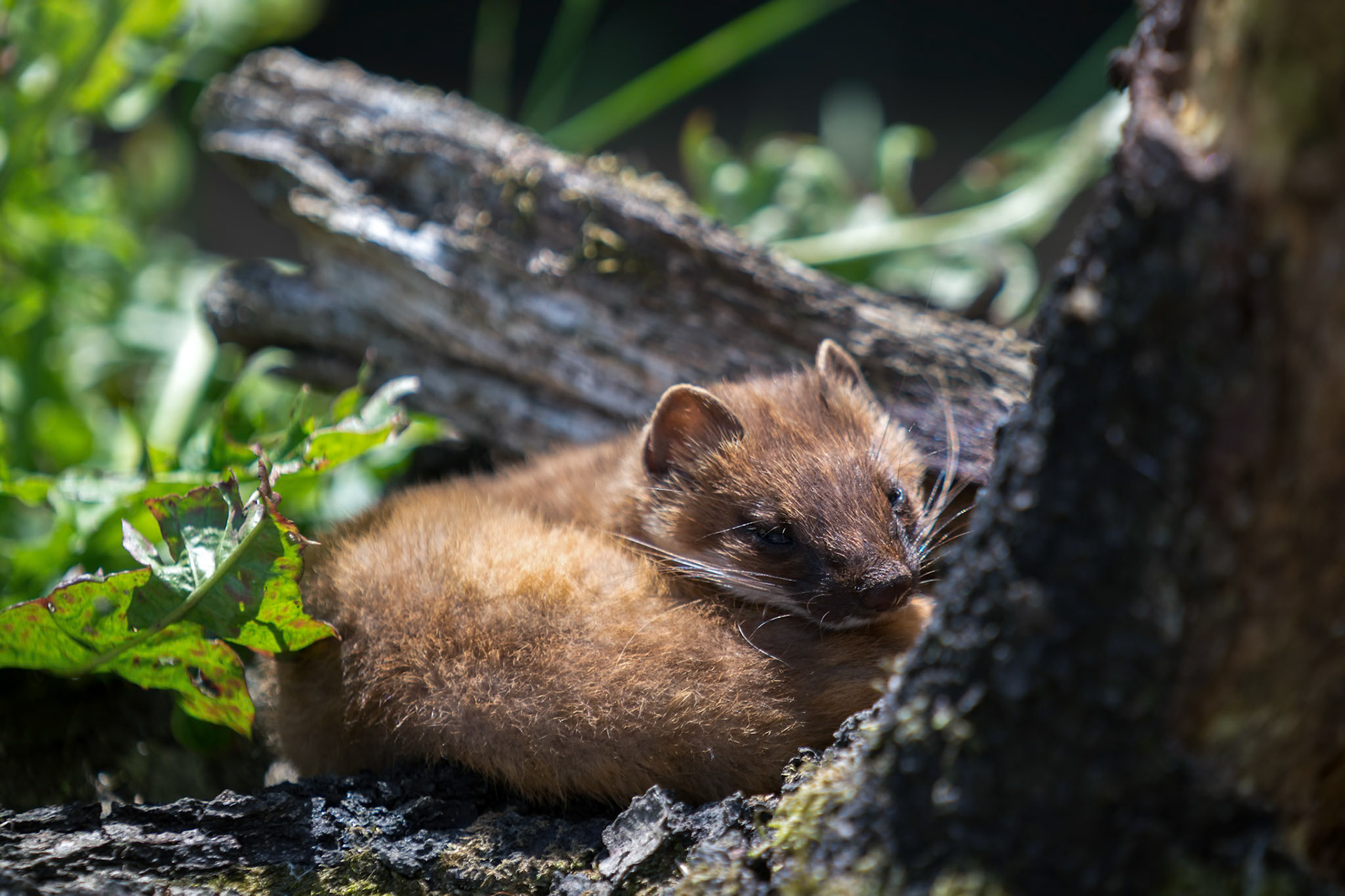 Least Weasel (Mustela nivalis)