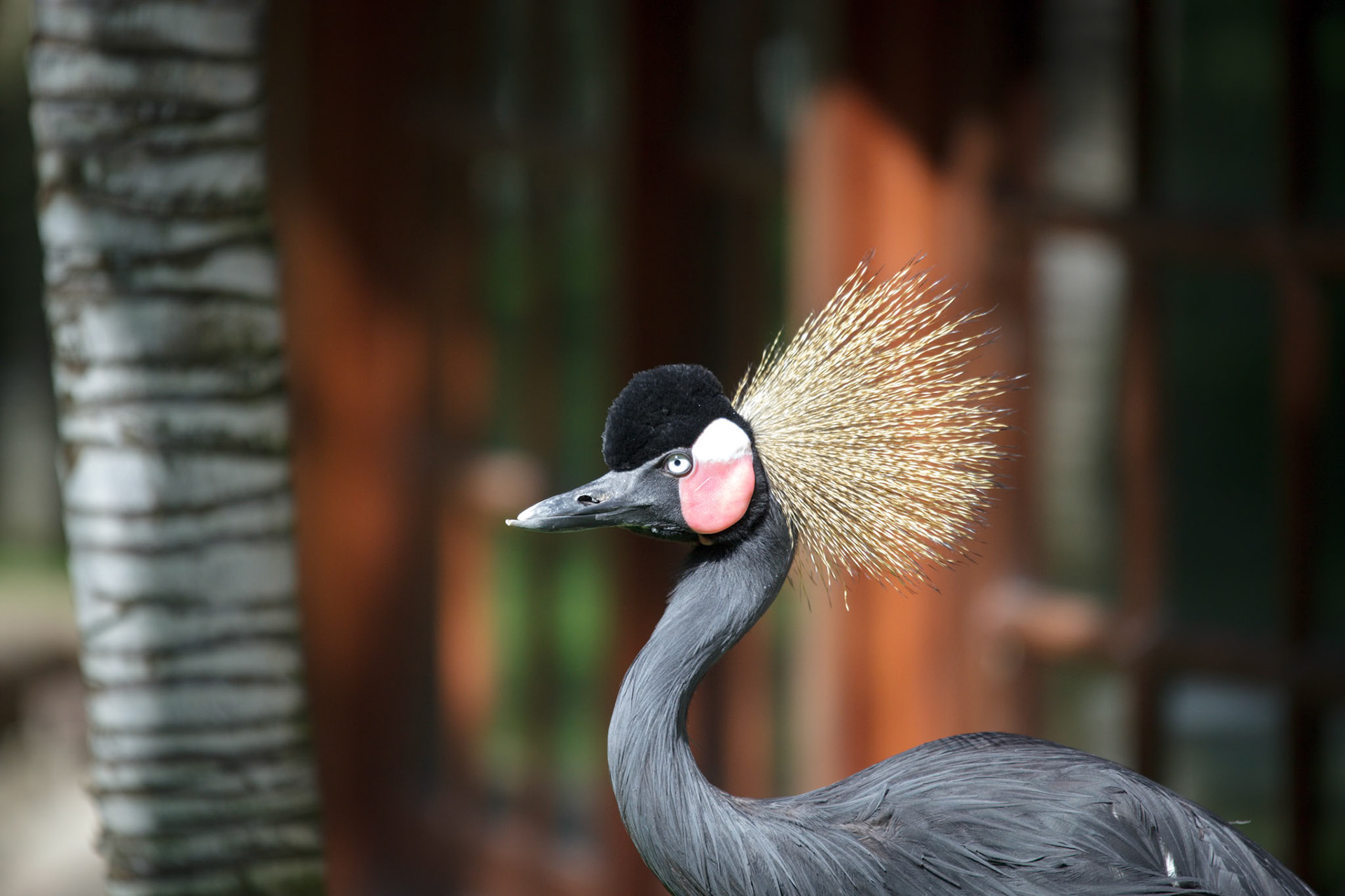 Black Crowned Crane (Balearica pavonina)