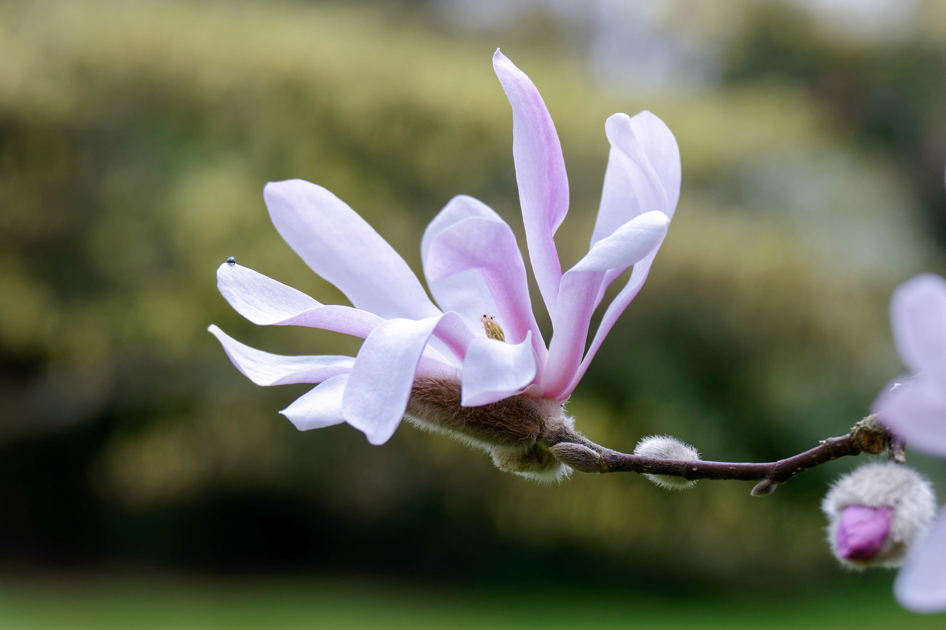 Pink Magnolia Flowering