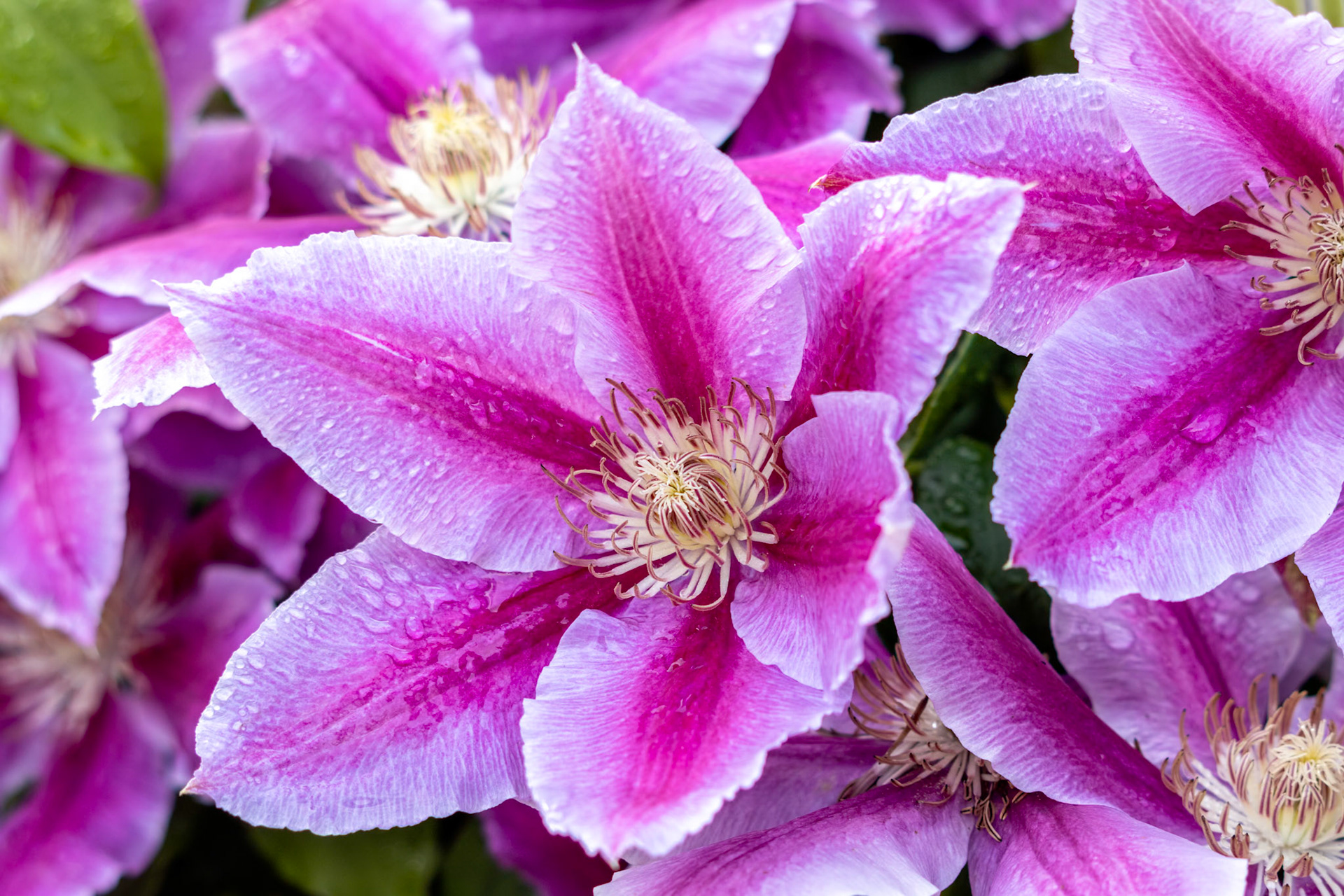 Raindrops on a Pink Clematis blooming in an english garden