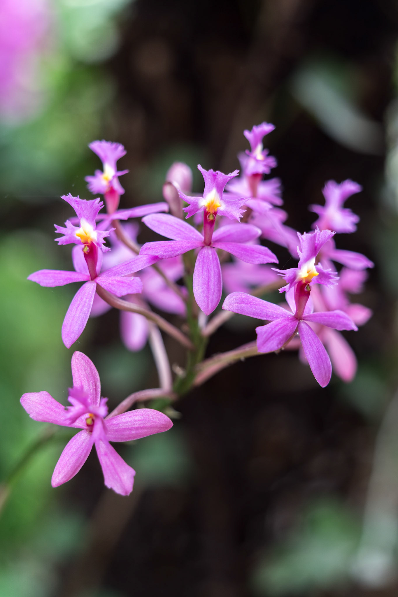 LOS PALMITOS, GRAN CANARIA, SPAIN - MARCH 8 : Pink Orchid flowering in Los Palmitos, Gran Canaria, Spain on March 8, 2022