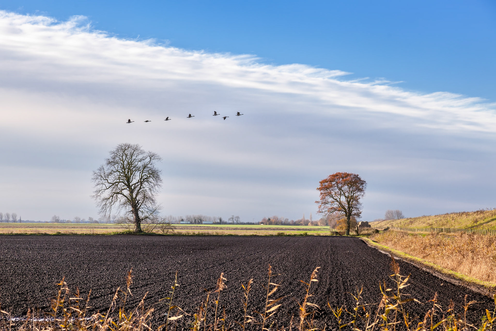 Black Geese flying over black soil
