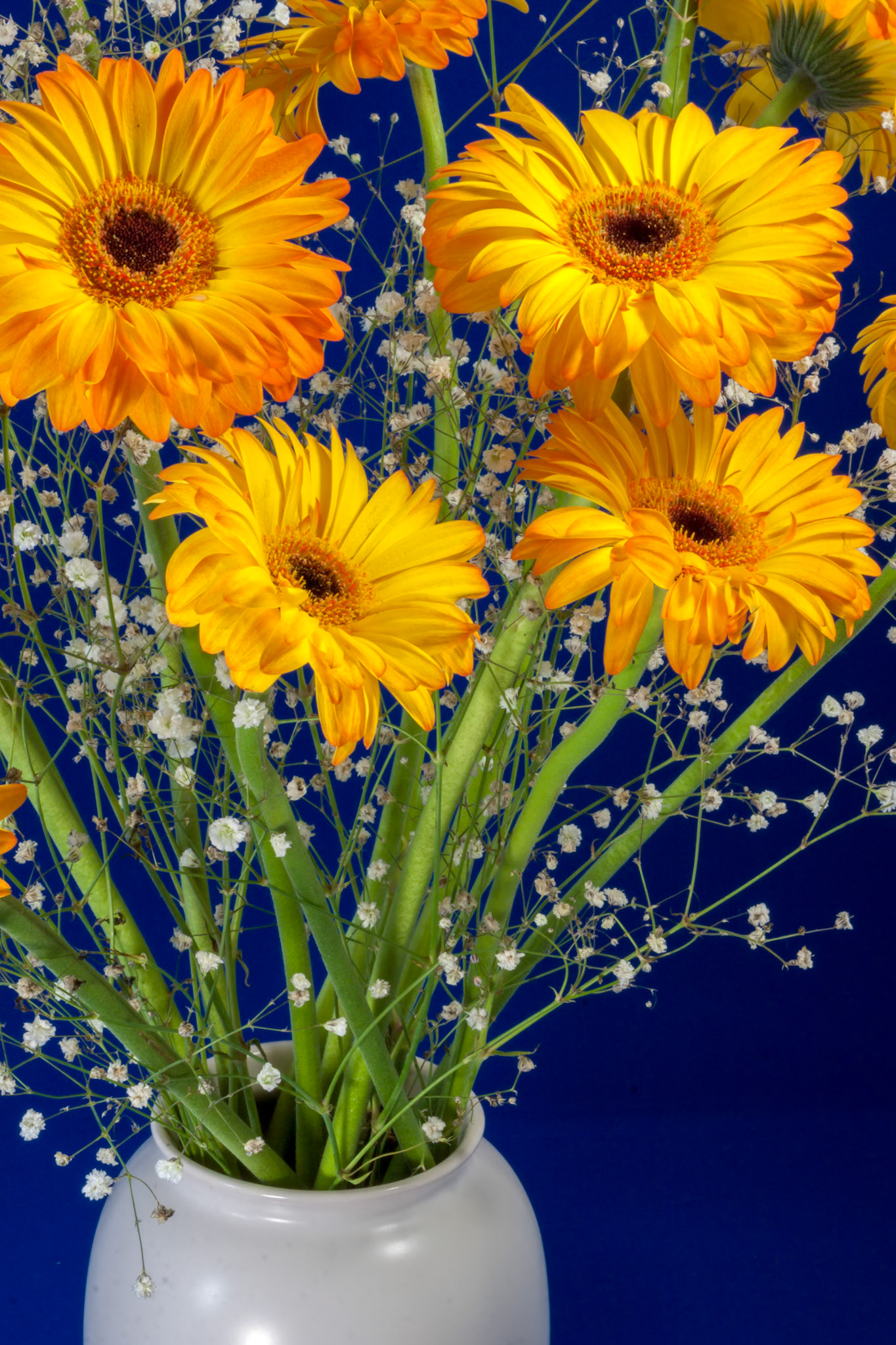 A vase full of Golden Gerberas (Asteraceae) flowers