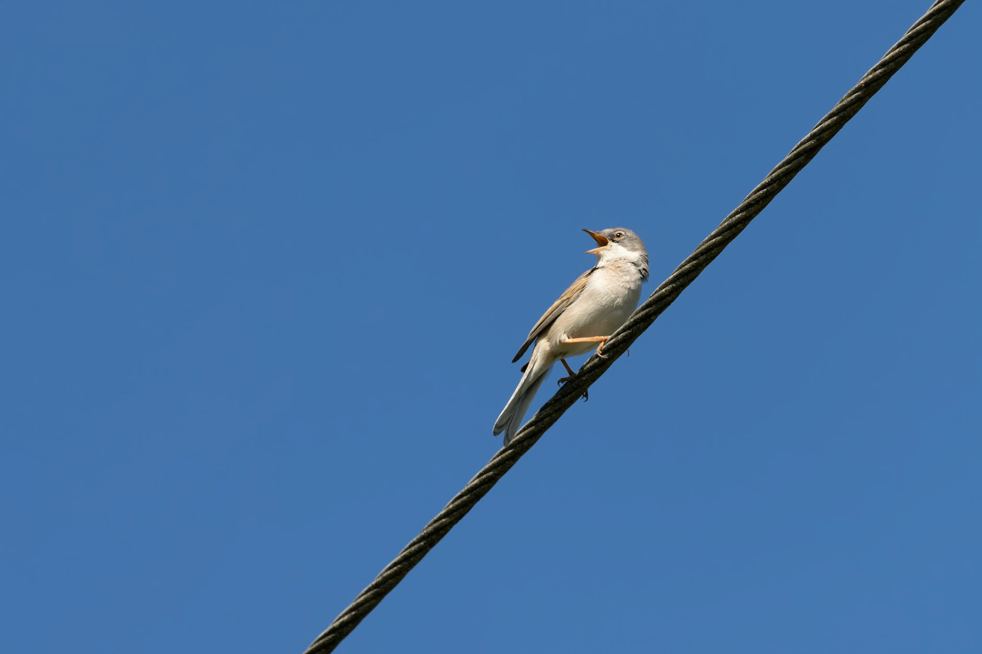 Common Whitethroat (Sylvia communis) singing on a telephone wire