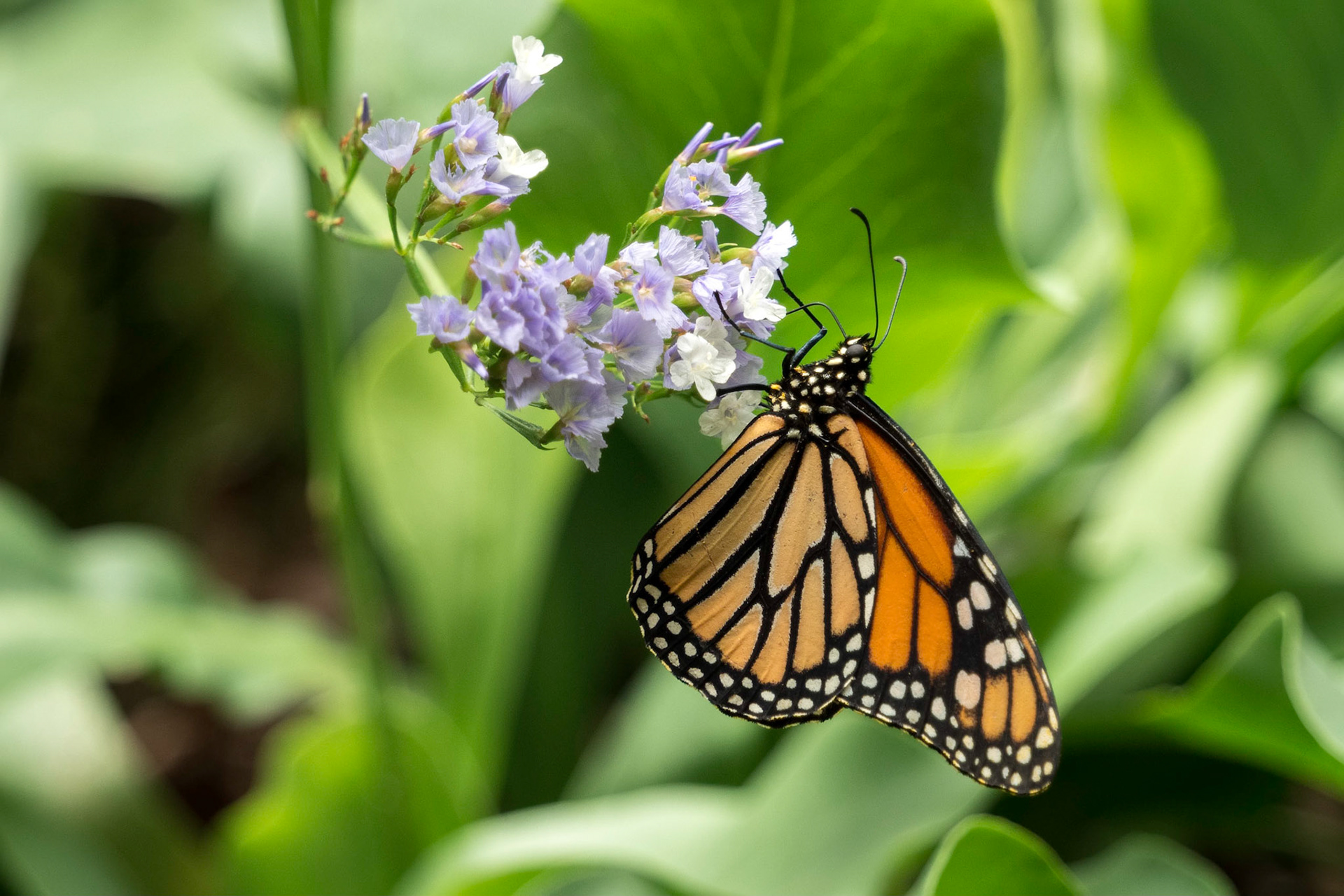 MASPALOMAS, GRAN CANARIA, SPAIN - MARCH 8 : Monarch Butterfly at Palmitos Park, Maspalomas, Gran Canaria, Canary Islands, Spain on March 8, 2022