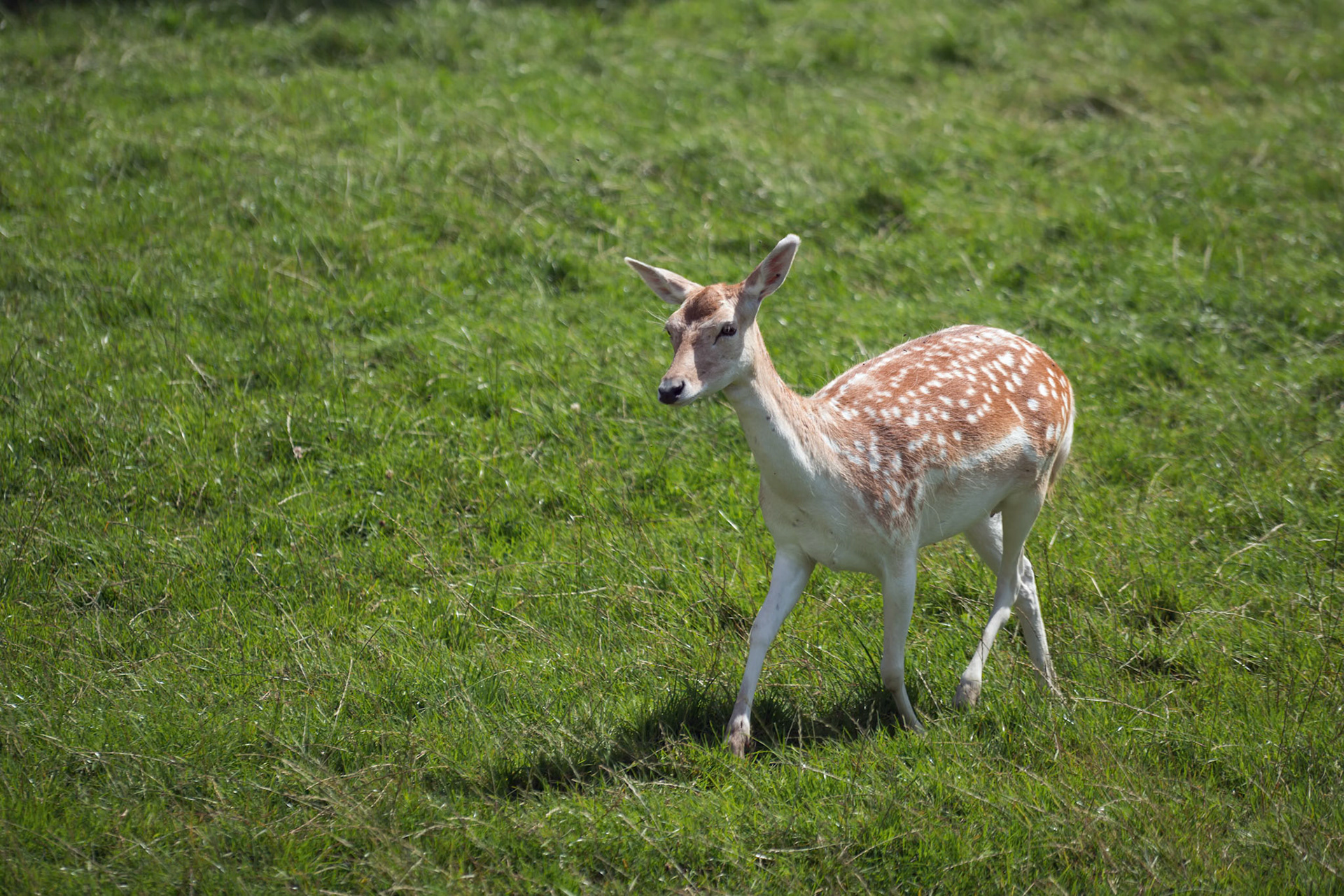 Fallow Deer (Dama dama)