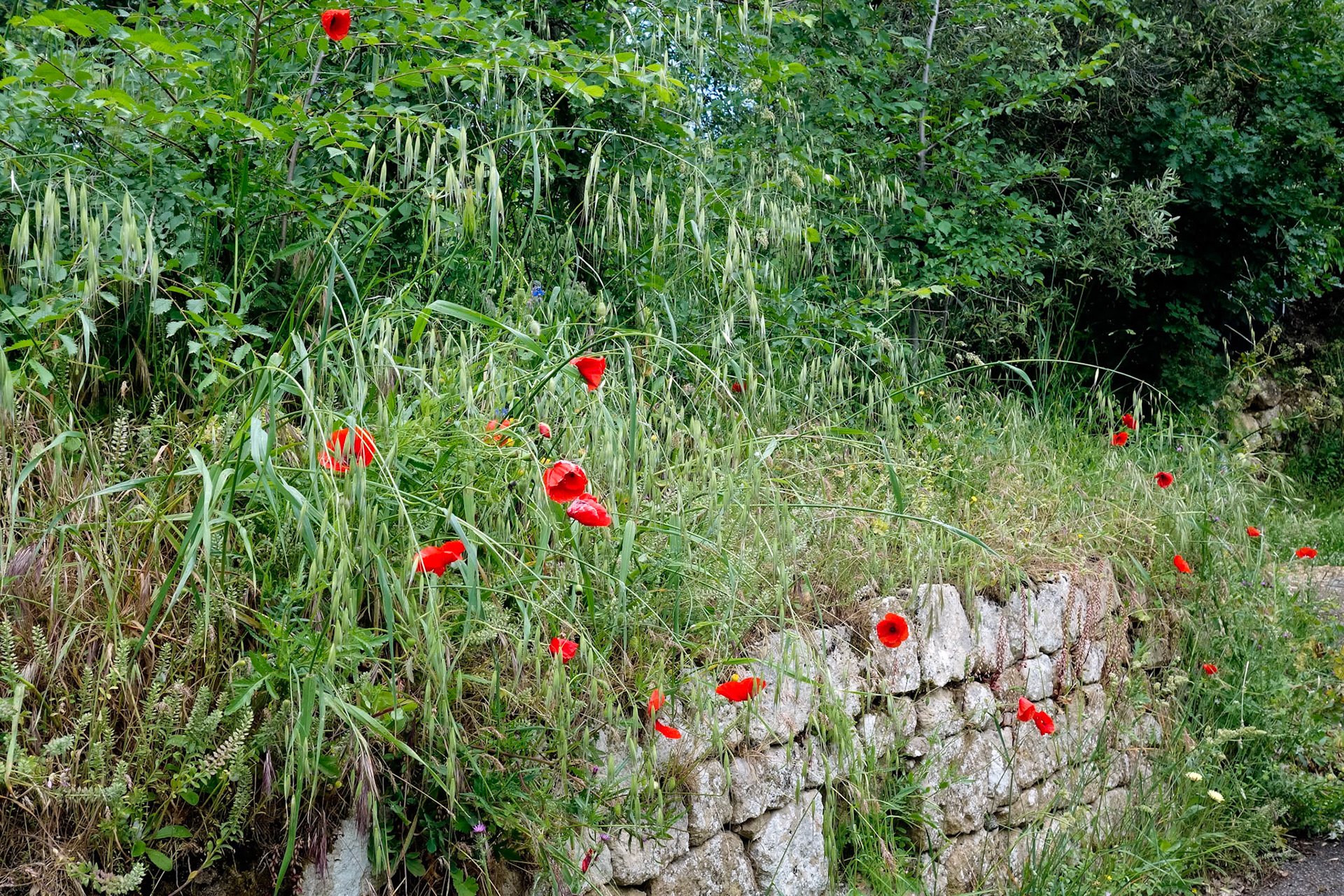 Poppies growing wild by a road in Tuscany