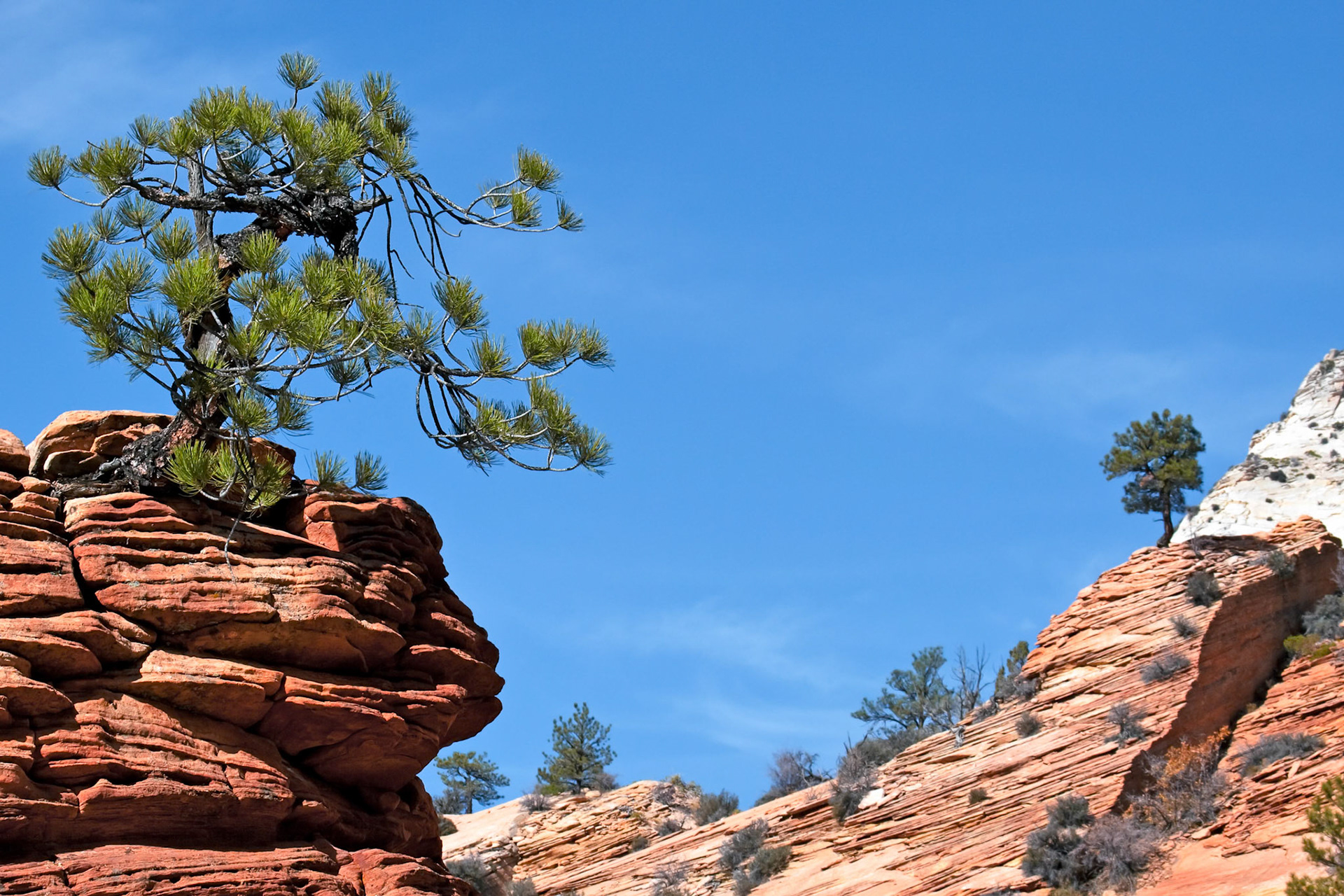 Stunted Tree on a Rocky Outcrop
