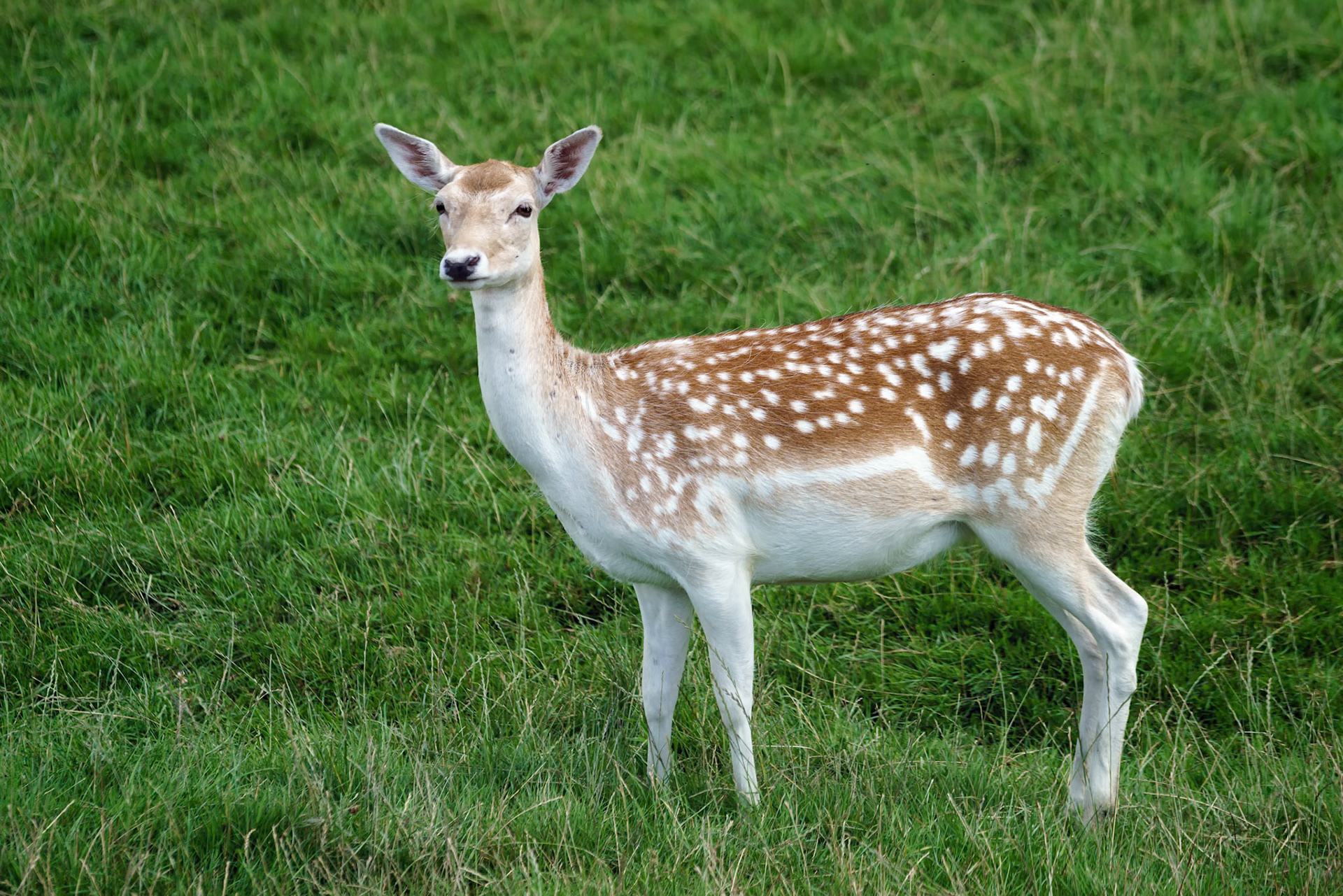 Fallow Deer (Dama dama)
