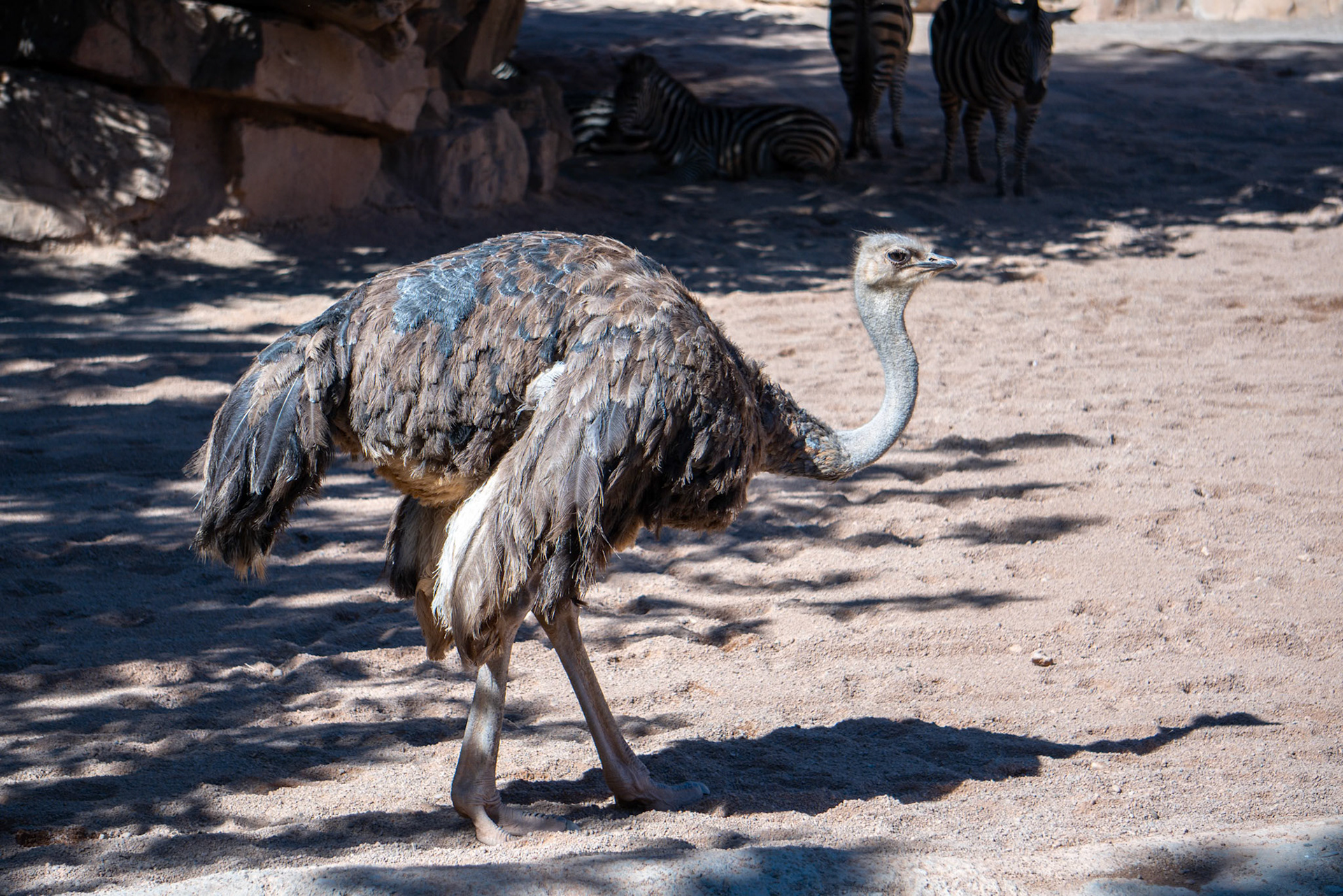 VALENCIA, SPAIN - FEBRUARY 26 : Female Ostrich at the Bioparc in Valencia Spain on February 26, 2019