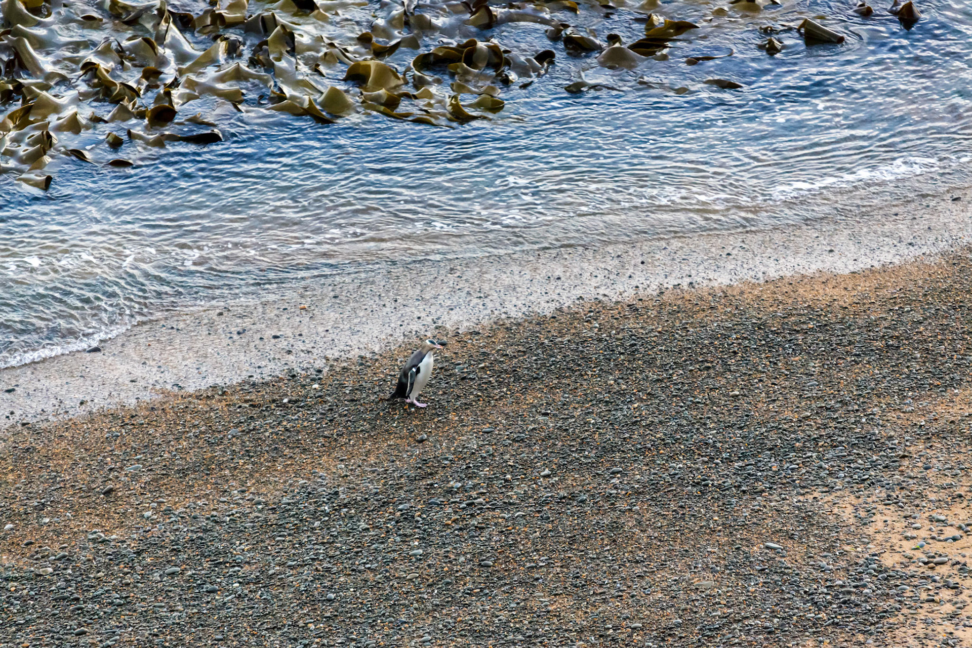 Yellow-eyed Penguin (Megadyptes antipodes)