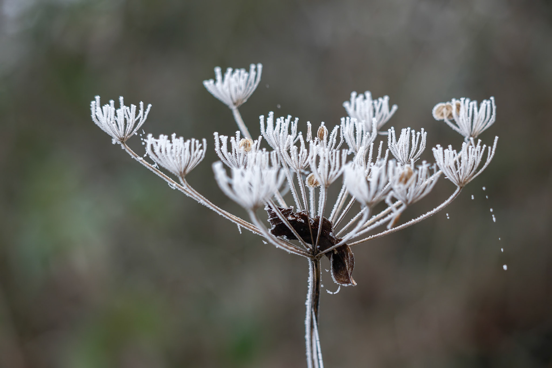 Dead Cow Parsley covered in hoar frost on a winters day