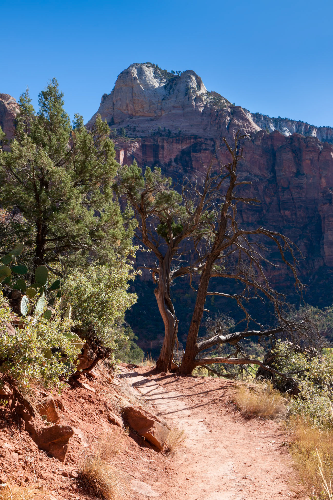 Trail through the Virgin River Valley