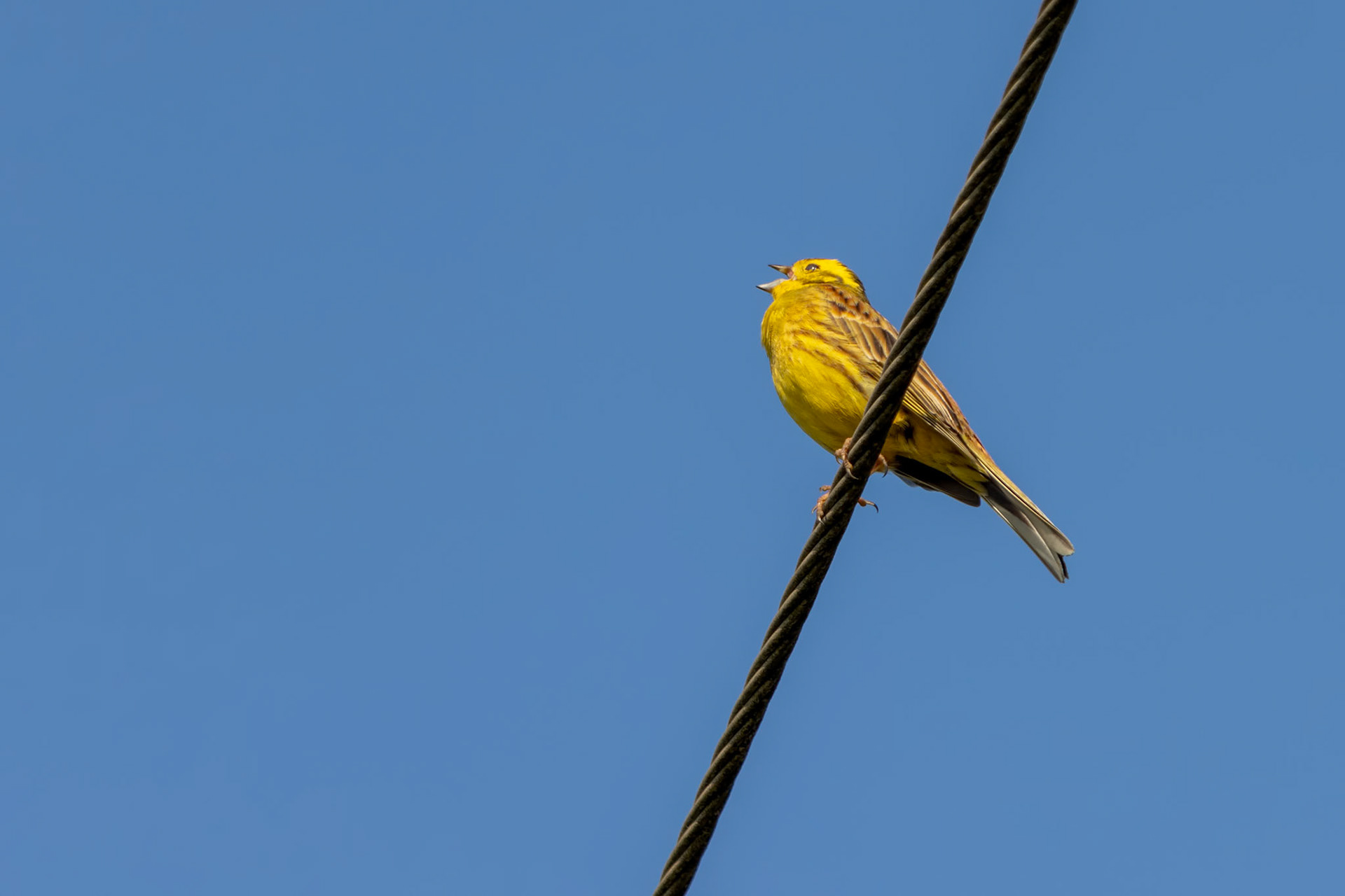 Yellowhammer (Emberiza citrinella) enjoying the morning sunshine