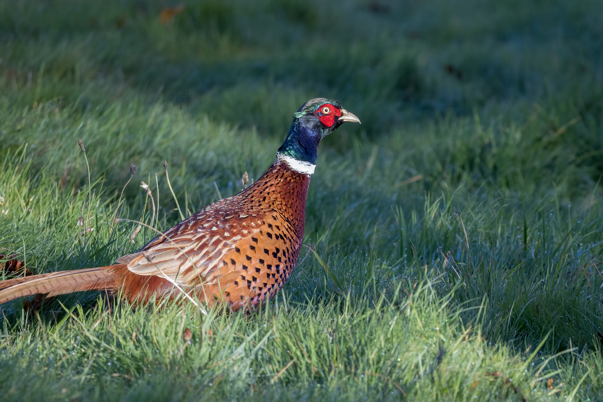 Common Pheasant (Phasianus colchicus) walking across a field in East Grinstead
