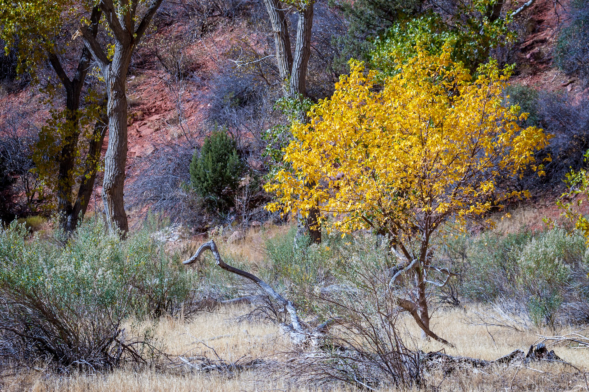 Vibrant Cottonwood Tree