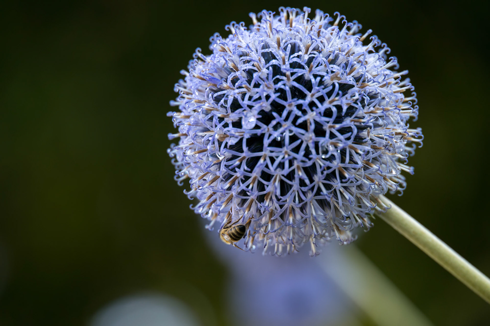 Echinpos exaltus Schrad. growing in a garden in Candide Italy