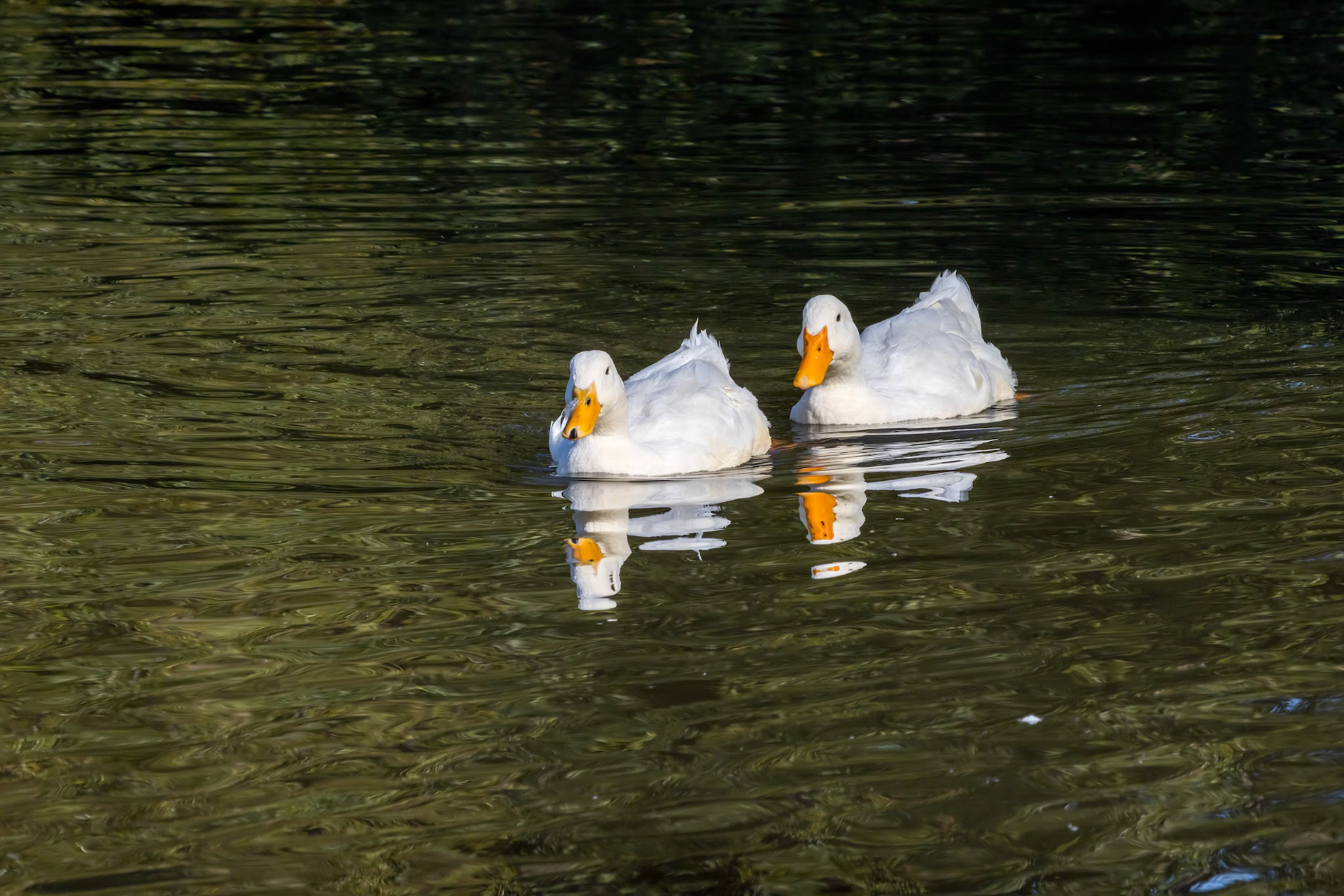 White ducks swimming on Hedgecourt Lake near East Grinstead